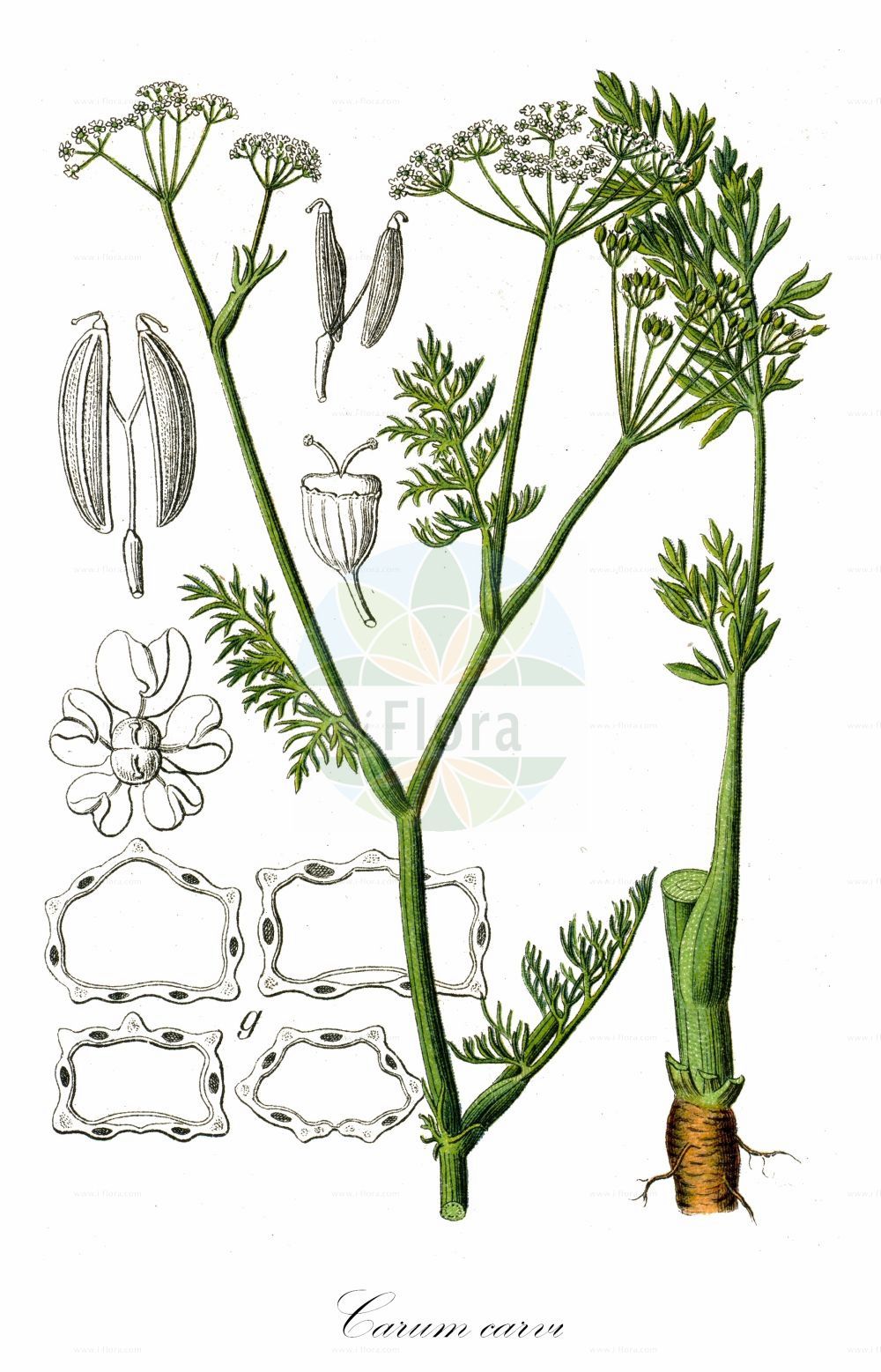 Carum carvi - Apiaceae,Plantae,Pteridobiotina,Angiosperms,Apiales,Apiaceae,Carum,Carum carvi,Apium carvi, Bunium carvi, Carum aromaticum, Carum carvi f. carvi, Carum carvi f. gracile, Carum carvi f. rhodochranthum, Carum carvi f. rubriflorum, Carum carvi subsp. rosellum, Carum carvi var. gracile, Carum decussatum, Carum gracile, Carum officinale, Carum rosellum, Carum velenovskyi, Carvi careum, Falcaria carvifolia, Foeniculum carvi, Karos carvi, Ligusticum carvi, Pimpinella carvi, Selinum carvi, Seseli carum, Seseli carvi, Sium carvi,Wiesen-Kümmel;Echter Kümmel;Kümmel;Feldkümmel;caraway;common caraway;Cumin des prés;carvi;anis des Vosges;carum carvi;cumin des montagnes;carvi;alcaravea;carví;comino de prado;Carvi;Cumino tedesco;cumino dei prati;comino tedesco;anice dei Vosgi;äkta hirs;echte karwij;cuminho;alcaravia;тмин обыкновенный;kimyon;karaboti;karabotit;alcaravia;càrvit;comí de Madrid;comí de prat;cumí;fonoll de prat;kumin;kummin;kommen;kminek zwyczajny;himeuikyô;karumu;kiyarawei;カルム;キヤラウェイ;ヒメウイキヨウ;navadna kumina;kömény;kmín kořenný;chimen;rasca lúčna;кмин звичайний;кимион;обикновен ким;harilik köömen;parastā ķimene;karve;kumina;kúmen;обични ким;paprastasis kmynas;άγριο κύμινο;αγριοκύμινο;κάρον κυμινοειδές;gě lǚ zi;葛缕子;кмен звычайны