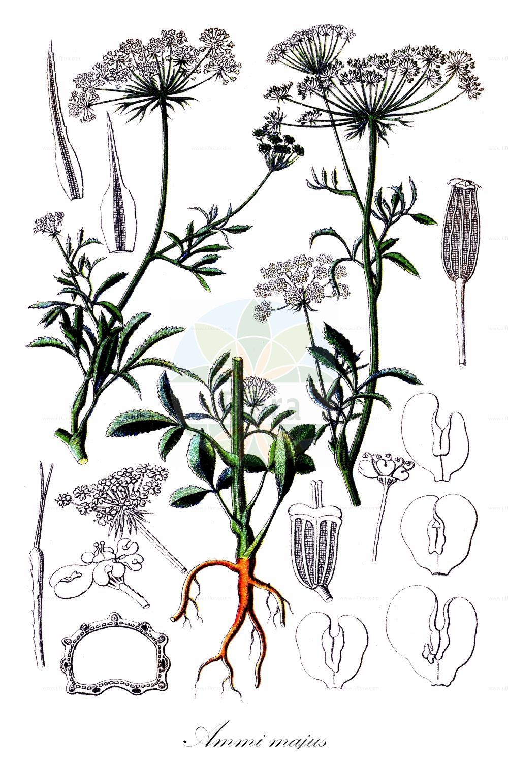Ammi majus - Apiaceae,Plantae,Pteridobiotina,Angiosperms,Apiales,Apiaceae,Ammi,Ammi majus,Aethusa ammi, Ammi boeberi, Ammi broussonetii, Ammi cicutifolium, Ammi elatum, Ammi glaucifolium, Ammi intermedium, Ammi majus var. glaucifolium, Ammi majus var. glaucifolium, Ammi majus var. heterophyllum, Ammi majus var. intermedium, Ammi majus var. isophyllum, Ammi majus var. laciniatum, Ammi majus var. serratum, Ammi majus var. tenue, Ammi majus var. tenuifolium, Ammi pauciradiatum, Ammi pumilum, Ammi topalii, Anethum pinnatum, Apium ammi, Apium ammi-maius, Apium candollei, Apium elatum, Apium petraeum, Apium pumilum, Carum majus, Cuminum aethiopicum, Cuminum regium, Daucus glaber, Daucus parsae, Helosciadium lateriflorum, Pimpinella capillacea, Pimpinella lateriflora, Selinum ammoides, Sison lateriflorum, Sison majus, Sison pumilum, Visnaga major, Visnaga vulgaris,Knorpelmöhre;Große Knorpelmöhre;Großes Ammei;bullwort;ammey;bishop's weed;false bishop's weed;greater ammi;large bullwort;Ammi élevé;ammi commun;boucage;grand ammi;ammi inodore;ammi majeur;ammi officinal;ameo bastardo;apio cimarrón;berro cimarrón;xistra;abit bord;biznaga falsa;cicuta negra;biznaguilla;ameo;ameo mayor;ammi;jistra;siscla;Visnaga maggiore;ammi capo bianco;rizzomolo;akkerscherm;groot akkerscherm;âmio-maior;âmio-vulgar;амми большая;китайский тмин;kürdanotu;ami;ammió;siscla;siscla de camp;veliki morač;harregulrot;slöjsilja;kongekommen;aminek wielki;dokuzerimodoki;howaitorêsufurawâ;ドクゼリモドキ;ホワイトレースフラワー;velika peščenica;fehér virág;morač větší;parasca väčšia;амми;narregulrot;sudenporkkana;ammitah gedolah;אַמִּיתָה גְּדוֹלָה;ασπροκέφαλος;dà ā mǐ qín;大阿米芹