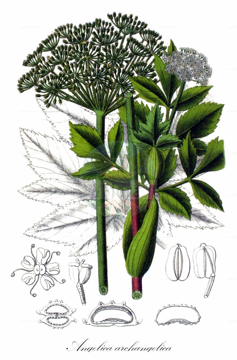 Angelica archangelica - Apiaceae,Plantae,Pteridobiotina,Angiosperms,Apiales,Apiaceae,Angelica,Angelica archangelica,Angelica archangelica subsp. norwegica, Angelica commutata, Angelica discocarpa, Angelica intermedia, Angelica major, Angelica norwegica, Angelica officinalis, Angelica procera, Angelica sativa, Archangelica archangelica, Archangelica commutata, Archangelica discocarpa, Archangelica littoralis, Archangelica norwegica, Archangelica officinalis, Archangelica officinalis subsp. litoralis, Archangelica officinalis var. phyllomana, Archangelica sativa, Archangelica slavica, Archangelica spuria, Ligusticum angelica, Selinum archangelica,Echte Engelwurz;Garten-Engelwurz;Küsten-Engelwurz;Arznei-Engelwurz;Erz-Engelwurz;Angelika;Engelwurz;Edle Engelwurzel;Gewöhnliche Arznei-Engelwurz;garden angelica;common angelica;holy ghost;norwegian angelica;wild celery;angélique officinale;angélique vraie;herbe aux anges;archangélique;angélique sauvage;angelica arcangelica;angelica domestica;arcangelica;angelica arcangelica;groote engelwortel;grote engelwortel;дягиль аптечный;дягиль прибрежный;selemotu;ljekovita anđelika;angelika;kvanne;fjällkvanne;strandkvanne;fjeld-kvan;kvan;strand-kvan;arcydzięgiel litwor;dzięgiel litwor;orvosi angyalgyökér;andělika lékařská;angelică;angelika lekárska;archangelika lekárska;дягель лікарський;лечебна пищялка;kikkaputk;dižzirdzene;fjellkvann;kvann;strandkvann;meriputki;väinönputki;strandhvönn;анђелски корен;обична анђелика;vaistinė šventagaršvė