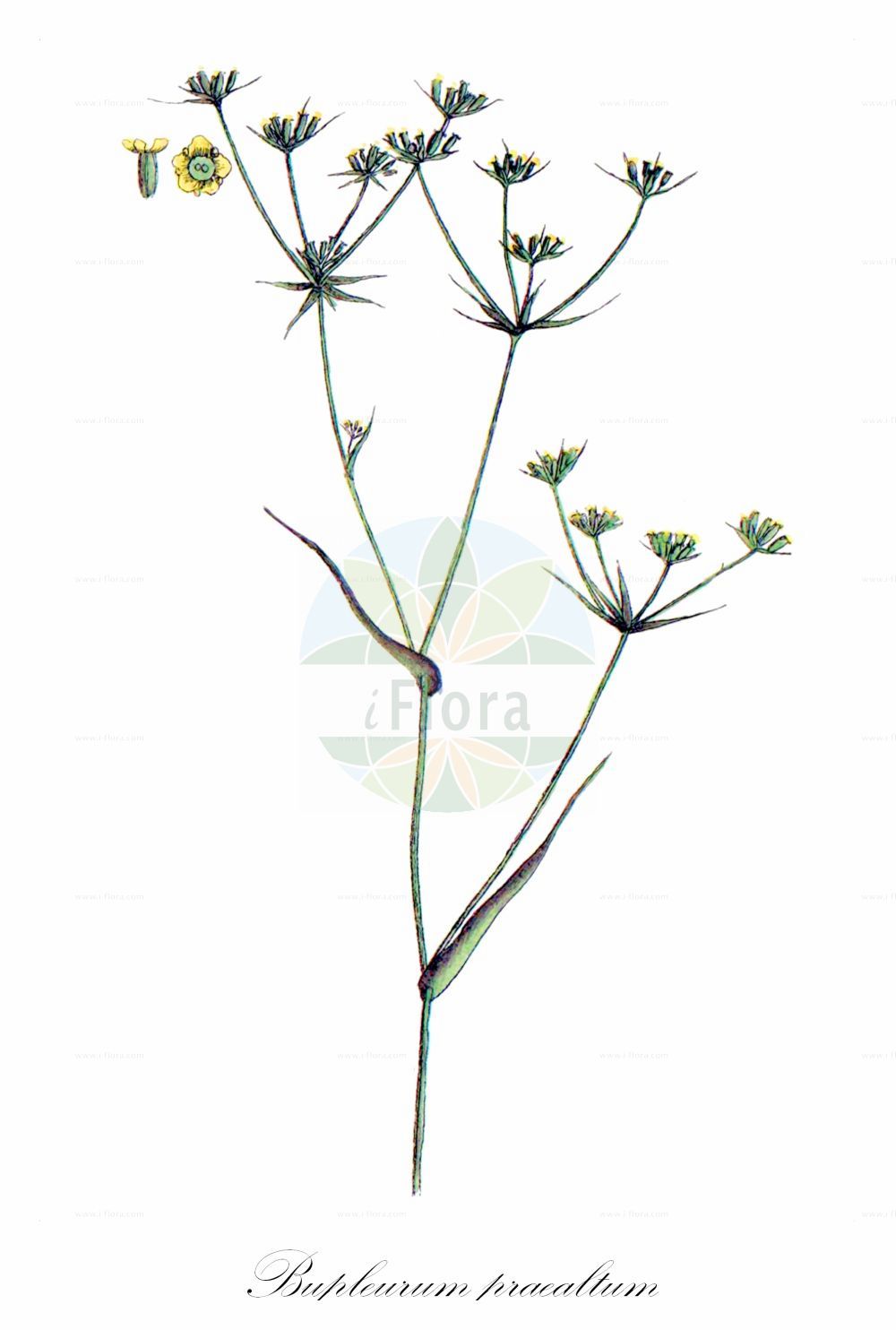 Bupleurum praealtum - Apiaceae,Plantae,Pteridobiotina,Angiosperms,Apiales,Apiaceae,Bupleurum,Bupleurum praealtum,Bupleurum badium, Bupleurum baldense, Bupleurum junceum, Bupleurum junceum f. dingleri, Bupleurum junceum f. multiflorum, Bupleurum junceum f. quadridentatum, Bupleurum junceum f. rissoi, Bupleurum junceum subsp. sadleri, Bupleurum junceum var. brachyphyllum, Bupleurum junceum var. multiflorum, Bupleurum junceum var. rissoi, Bupleurum junceum var. wettsteinianum, Bupleurum praealtum var. rissoi, Bupleurum quadridentatum, Bupleurum rissoi, Bupleurum rissonii, Bupleurum trifidum, Buprestis juncea, Isophyllum junceum, Tenoria juncea,Hohes Hasenohr;buplèvre à branches de jonc;buplèvre élevé;buplèvre très élevé;bupleuro altissimo;bupleuro lino-selvatico;kaba şeytanayağı;bupleur;unflabou junci;visoki zvinčac;ločasta prerast;tejelő buvákfű;дзуковидна урока