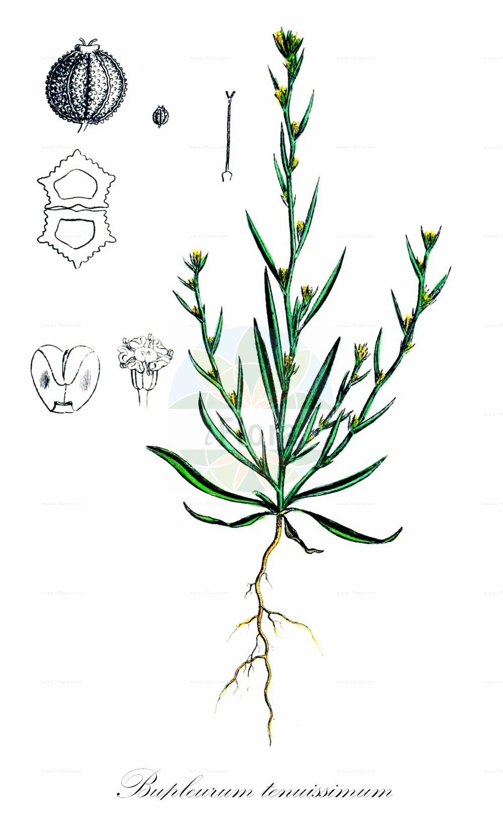 Bupleurum tenuissimum - Apiaceae,Plantae,Pteridobiotina,Angiosperms,Apiales,Apiaceae,Bupleurum,Bupleurum tenuissimum,Agostana tenuissima, Bupleurum columnae, Bupleurum gerardii, Bupleurum junceum, Bupleurum junceum var. pollechii, Bupleurum pollichii, Bupleurum procumbens, Bupleurum tenue, Bupleurum tenuissimum f. brevibracteatum, Bupleurum tenuissimum f. longibracteatum, Bupleurum tenuissimum f. paniculatum, Bupleurum tenuissimum f. subracemosum, Bupleurum tenuissimum var. columnae, Bupleurum tenuissimum var. compactum, Bupleurum tenuissimum var. nanum, Bupleurum tenuissimum var. procumbens, Isophyllum tenuissimum, Odontites procumbens, Odontites tenuissima, Selinum tenuissimum, Tenoria tenuis, Trachypleurum tenuissimum,Salz-Hasenohr;Feines Hasenohr;Zartes Hasenohr;slender hare's-ear;smallest hare's-ear;buplèvre menu;buplèvre fluet;buplèvre ténu;buplèvre très grêle;buplèvre très menu;cuchillejo fino;hinojillo de conejo;hinojillo de monte;bupleuro grappoloso;alsem-ambrosia;fijn goudscherm;володушка тончайшая;kanatlı şeytanayağı;brinjëkau shumë i hollë;bupleur;unflabou tenuíssim;najtanji zvinčac;strandnål;smalbladet hareøre;przewiercień cienki;przewiercień wąskolistny;tanka prerast;sziki buvákfű;prorostlík nejtenčí;prorostlík nejtenši;prerastlík najtenší;ласкавець найтонший;изящна урока;най-тънка урока;peen jänesekõrv;strandnål;hoikkajänöputki;ситна прорашљика;βούπλευρο