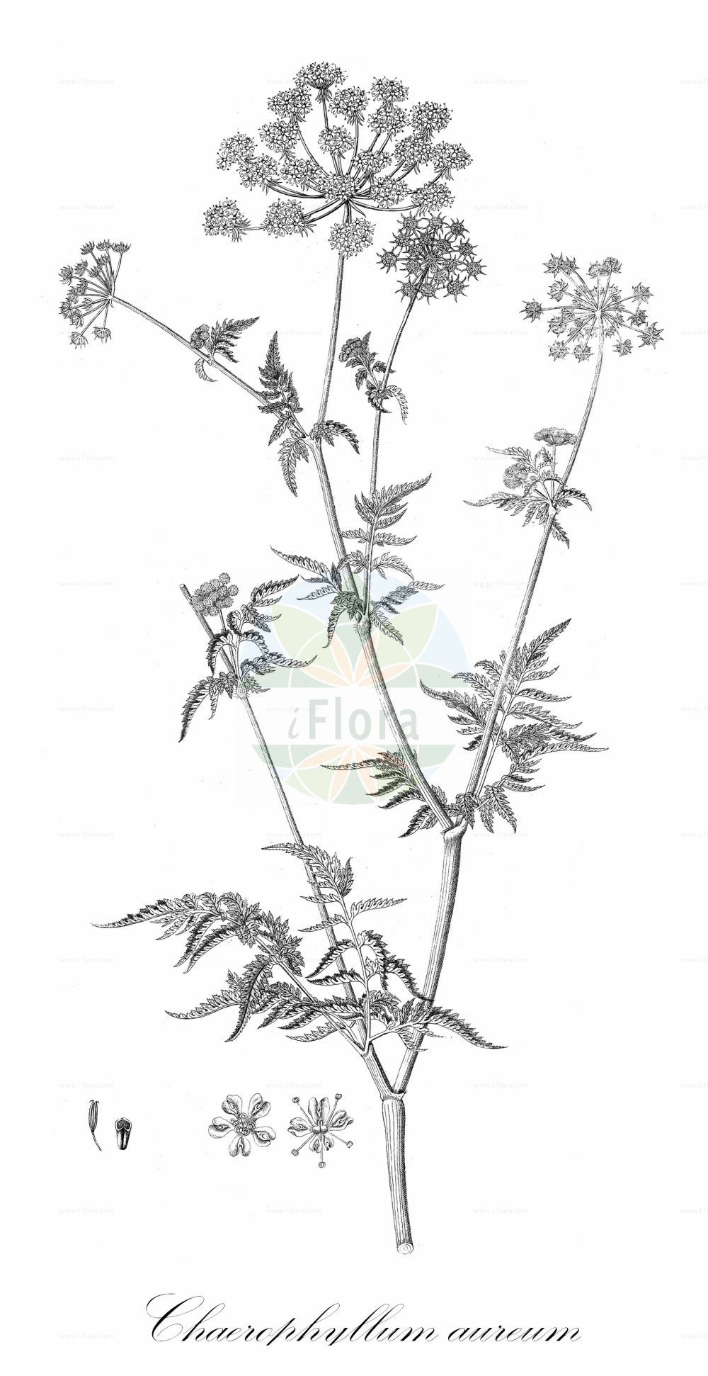 Chaerophyllum aureum - Apiaceae,Plantae,Pteridobiotina,Angiosperms,Apiales,Apiaceae,Chaerophyllum,Chaerophyllum aureum,Bellia aurata, Chaerophyllum hybridum, Chaerophyllum maculatum, Chaerophyllum maculatum, Chaerophyllum monogonum, Chaerophyllum temuloides, Chaerophyllum temuloides var. trapezutinum, Chaerophyllum trapezuntinum, Croaspila aurea, Myrrhis aurea, Myrrhis maculata, Scandix aurea, Selinum aureum,Gold-Kälberkropf;Goldfrüchtiger Kälberkropf;Gelbfrüchtiger Kälberkropf;golden chervil;Chérophylle doré;Cerfeuil doré;cerfeuil d'or;cerefolio;picos ásperos;Cerfoglio bastardo;cerfoglio dorato;gouden ribzaad;бутень пятнистый;sarılakotu;stërpujë;cominassa àuria;zlatna krabljica;guldkörvel;gulden hulsvøb;świerząbek złotawy;zlato trebelje;aranyos baraboly;krabilice zlatoplodá;krabilice zlatá;бутень золотистий;бутень плямистий;златист балдаран;narrekjeks;kultakirveli