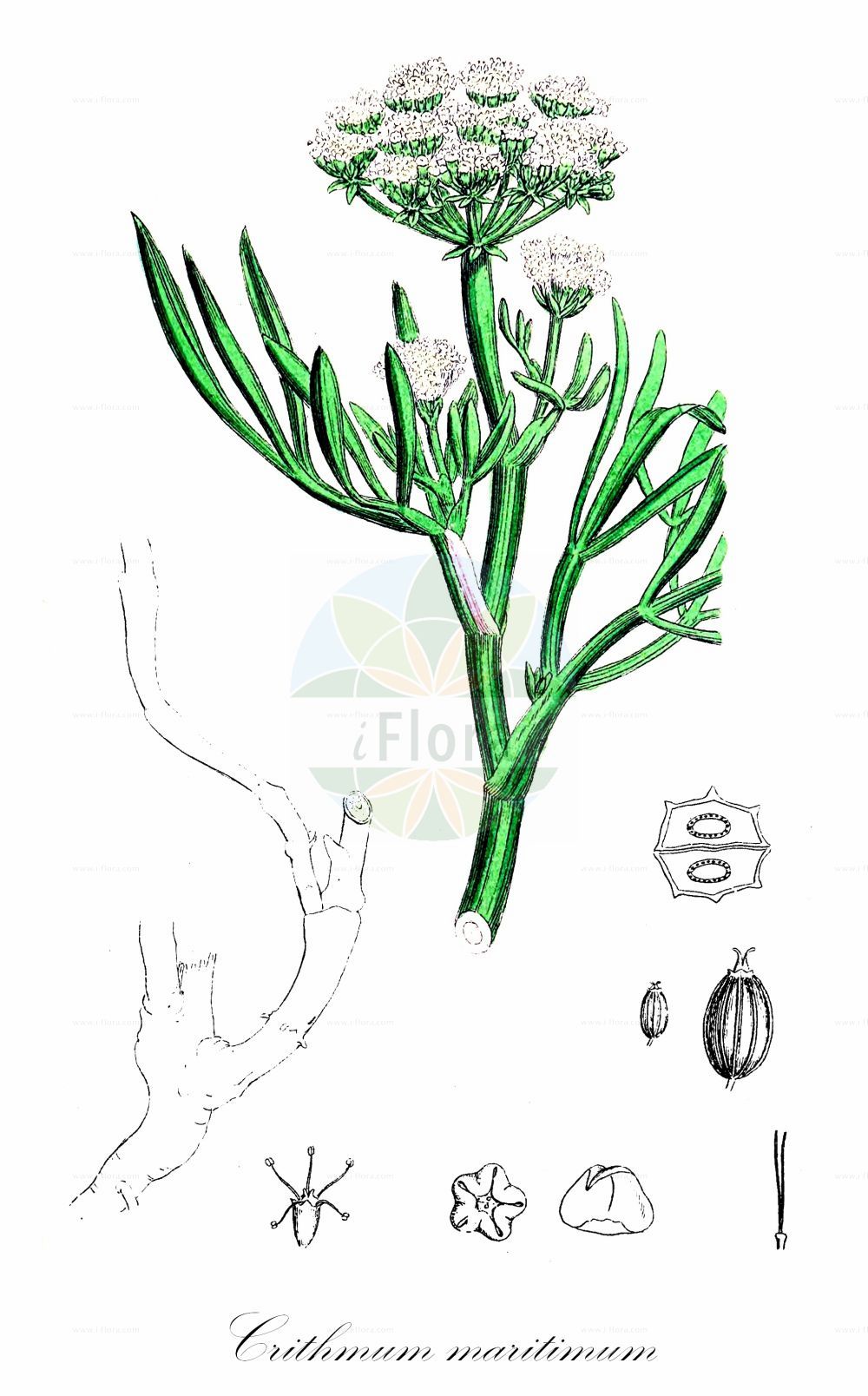 Crithmum maritimum - Apiaceae,Plantae,Pteridobiotina,Angiosperms,Apiales,Apiaceae,Crithmum,Crithmum maritimum,Cachrys maritima, Crithmum canariense,Meerfenchel;rock samphire;perce-pierre;criste-marine;crithmum maritime;fenouil marin;criste marine;cresta marina;hinojo marino;perejil de la isla;uña de perro;perejil de mar;fonoll marí;finocchio marino;zeevenkel;funcho-do-mar;funcho-marítimo;perrexil-do-mar;funcho-marinho;bacila;критмум морской;deniz teresi;crithamë;cresta marina;fenosa marina;fonoll marí;julivert de mar;rapa marina;obalni petrovac;havsfänkål;strandsilja;navadni morski koprc;критмум морський;морски копър;sanktpetersskjerm;keritemon yammi;קְרִיתְמוֹן יַמִּי
