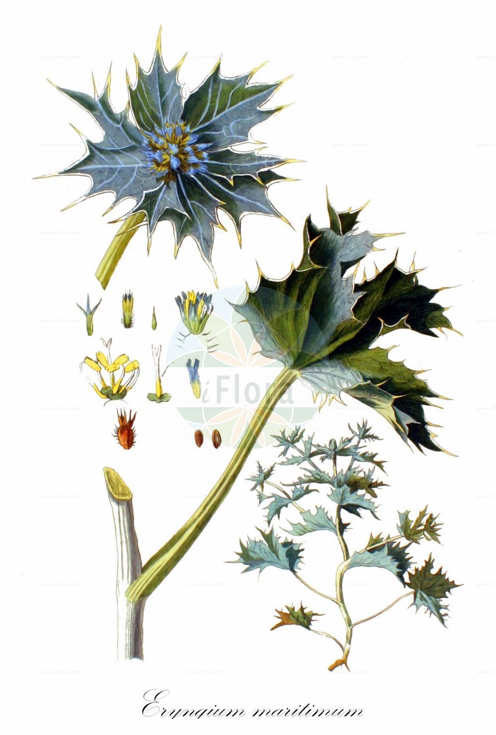 Eryngium maritimum - Apiaceae,Plantae,Pteridobiotina,Angiosperms,Apiales,Apiaceae,Eryngium,Eryngium maritimum,Eryngium marinum,Strand-Mannstreu;Stranddistel;sea-holly;seaside eryngo;panicaut de mer;panicaut des dunes;panicaut maritime;cardo maritimo;cardo marino;eringo marino;calcatreppola marittima;Amerikaanse vogel-kerseboom;blauwe zeedistel;blauwe kruisdistel;cardo-maritimo;cardo-marítimo;cardo-rolador;синеголовник приморский;kum boğadikeni;gjemsbardhë;card marí;panical marí;primorski kotrljan;martorn;strand-mandstro;mikołajek nadmorski;eringiumu;higotaisaiko;エリンギウム;ヒゴタイサイコ;obmorska možina;tengerparti iringó;máčka přímořská;scaiul dracului;kotúč prímorský;миколайчики приморські;приморски ветрогон;rand-ogaputk;jūrmalas zilpodze;strandtorn;meeripiikkiputki;charchahavinah chofit;חַרְחֲבִינָה חוֹפִית;pajūrinė zunda;لحية المعزة;γαλανόχορτο