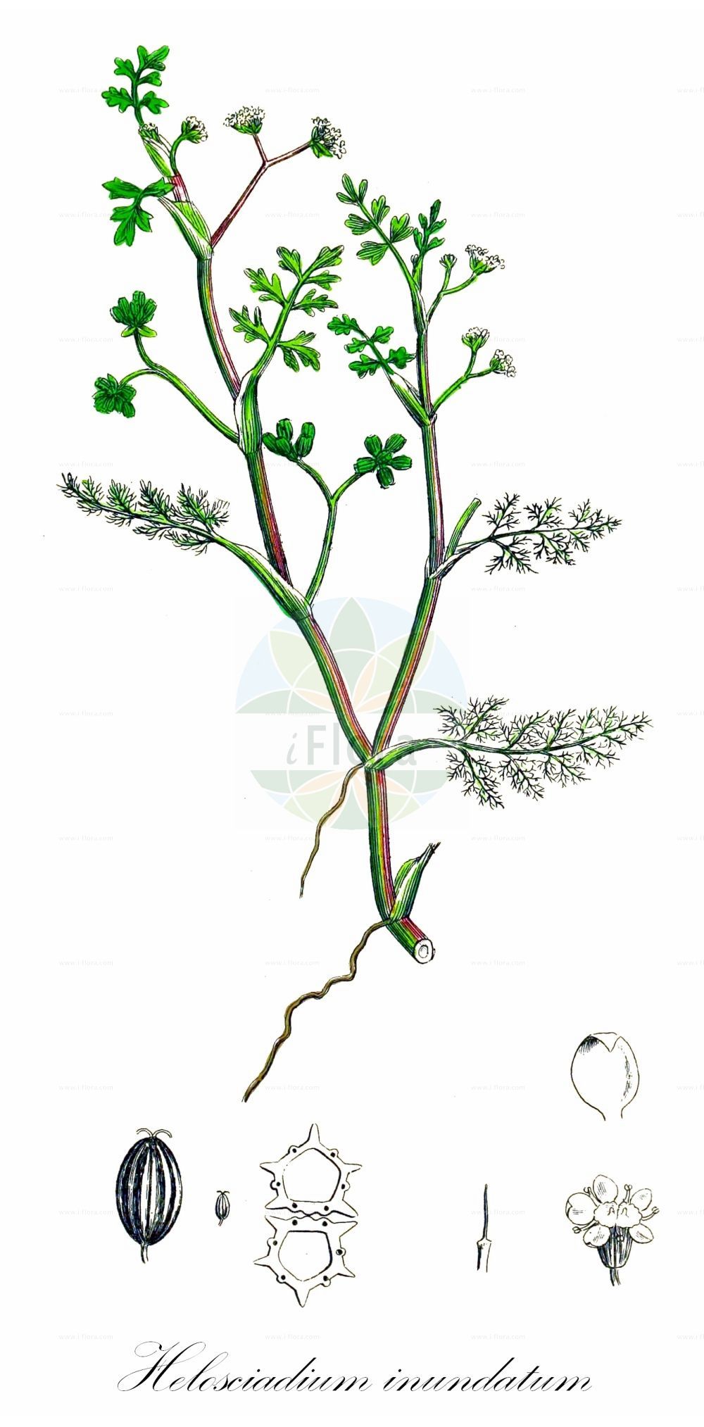 Apium inundatum - Apiaceae,Plantae,Pteridobiotina,Angiosperms,Apiales,Apiaceae,Apium,Apium inundatum,Helodium inundatum, Helosciadium inundatum, Hydrocotyle inundata, Meum inundatum, Selinum inundatum, Seseli inundatum, Sison inundatum, Sium inundatum,Untergetauchter Sumpfschirm;Flutender Sellerie;Untergetauchter Scheiberich;lesser marshwort;ache submergée;ache inondée;hélosciadie inondée;sedano sommerso;ondergedoken moerasscherm;krypfloka;svømmende sumpskærm;pęczyna wodne;selery wodne;krypselleri;tulvaselleri