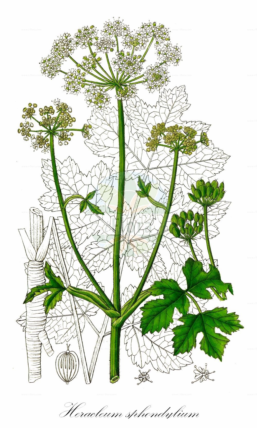 Heracleum sphondylium - Apiaceae,Plantae,Pteridobiotina,Angiosperms,Apiales,Apiaceae,Heracleum,Heracleum sphondylium,Heracleum angustifolium, Heracleum angustifolium, Heracleum armoricum, Heracleum australe, Heracleum chloranthum, Heracleum elegans, Heracleum laciniatum, Heracleum longifolium, Heracleum micranthum, Heracleum moritzianum, Heracleum occidentale, Heracleum palmatilobum, Heracleum panaces, Heracleum paniculatum, Heracleum sphondylium var. angustifolium, Heracleum sphondylium var. sphondylium, Heracleum sphondylium var. stenophyllum, Heracleum trachycarpum, Pastinaca sphondylium, Selinum sphondylium, Sphondylium branca, Sphondylium conforme, Sphondylium longifolium, Sphondylium panaces, Sphondylium proteiforme, Sphondylium vulgare