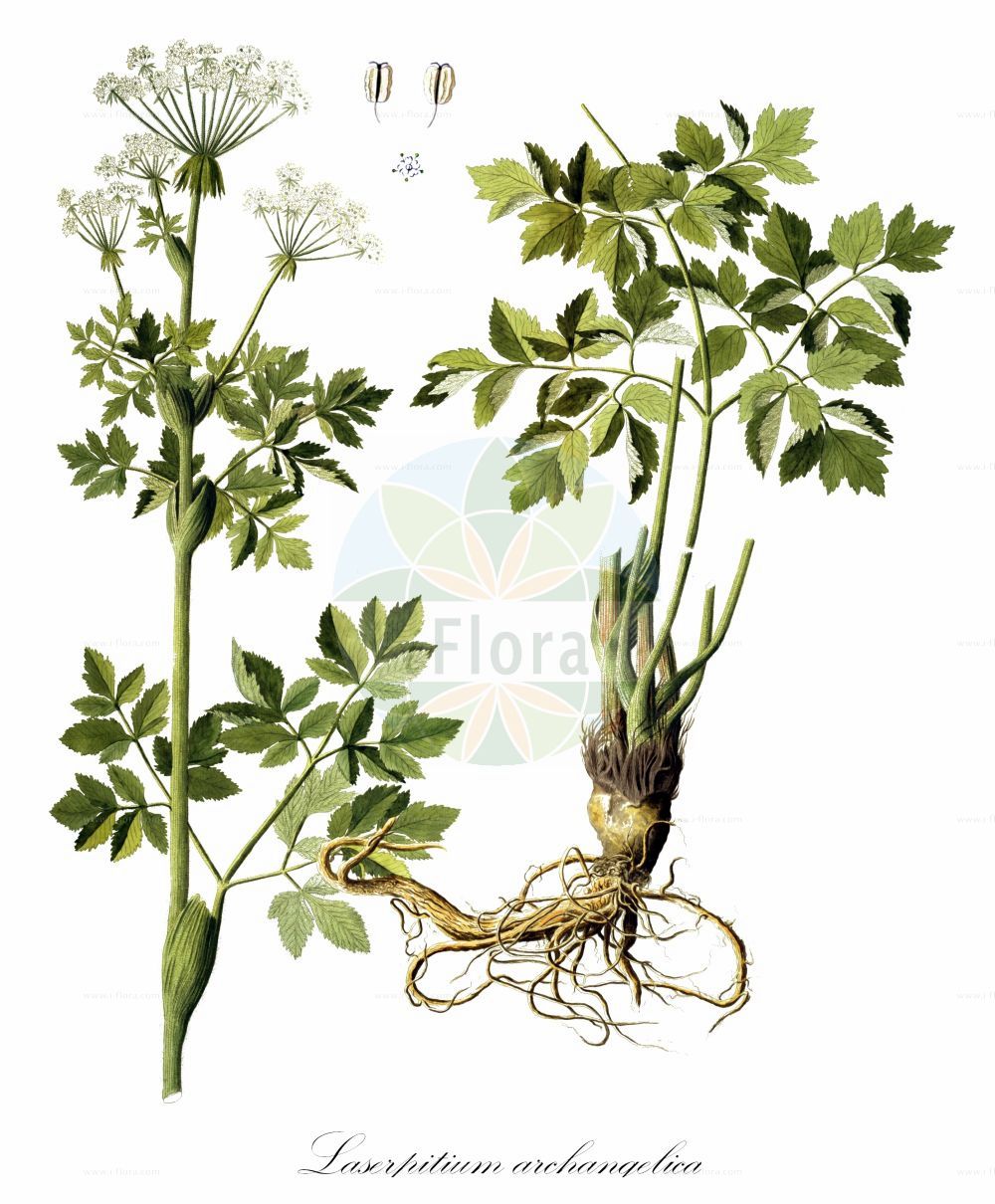 Laserpitium archangelica - Apiaceae,Plantae,Pteridobiotina,Angiosperms,Apiales,Apiaceae,Laserpitium,Laserpitium archangelica,Engelwurz-Laserkraut;laser de France;veliki gladac;okrzyn jeleni;navadni jelenovec;angyélikaképű bordamag;hladýš andělikový;lazerník archangelikový;архангеликов лазерпициум