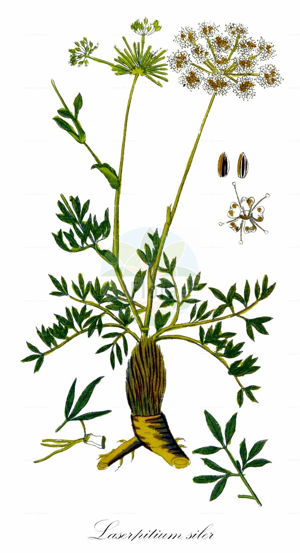 Siler montanum - Apiaceae,Plantae,Pteridobiotina,Angiosperms,Apiales,Apiaceae,Siler,Siler montanum,Daucus siler, Lacellia montana, Laser siler, Laserpitium lineatum, Laserpitium montanum, Laserpitium nebrodense, Laserpitium siler, Siler lancifolium, Siler siler,Berg-Laserkraut;Gewöhnlicher Bergkümmel;sermountain;Laser siler;Sermontain;comino rústico;hierba de las tres hojas;laserpicio;Laserpizio sermontano;seseli montano;laserpici;lazërpicë;laserpici;gorski gladac;gorski jelenovec;планински лазерпициум;расковник