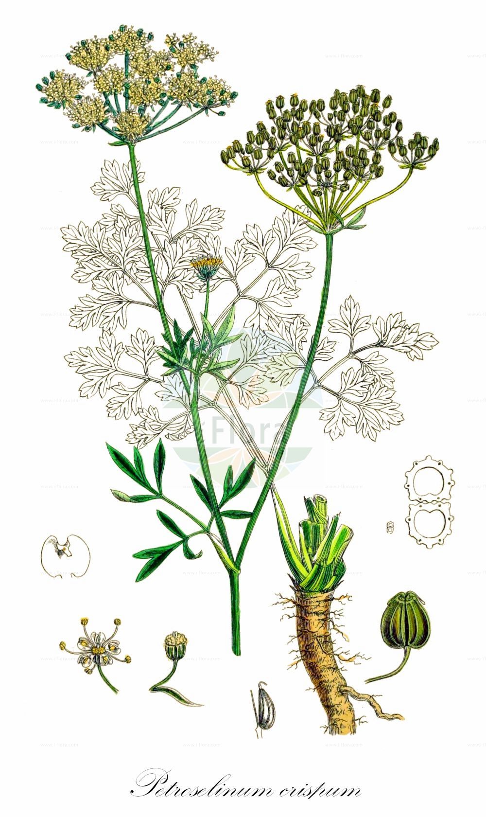 Petroselinum crispum - Apiaceae,Plantae,Pteridobiotina,Angiosperms,Apiales,Apiaceae,Petroselinum,Petroselinum crispum,Ammi petroselinoides, Anisactis segetalis, Apium crispum, Apium laetum, Apium latifolium, Apium latifolium, Apium occidentale, Apium peregrinum, Apium petroselinum, Apium petroselinum var. angustifolium, Apium petroselinum var. variegatum, Apium petroselinum var. vulgare, Apium tuberosum, Apium vulgare, Bupleurum petroselinoides, Carum peregrinum, Carum petroselinum, Carum vulgare, Cnidium petroselinum, Ligusticum peregrinum, Petroselinum anatolicum, Petroselinum crispum, Petroselinum crispum f. angustifolium, Petroselinum crispum f. breve, Petroselinum crispum f. radicosum, Petroselinum crispum f. tenuisectum, Petroselinum crispum f. variegatum, Petroselinum crispum f. vulgare, Petroselinum crispum subsp. tuberosum, Petroselinum crispum var. angustifolium, Petroselinum crispum var. neapolitanum, Petroselinum crispum var. petroselinum, Petroselinum crispum var. vulgare, Petroselinum hortense, Petroselinum hortense f. tenuisectum, Petroselinum peregrinum, Petroselinum petroselinum, Petroselinum romanum, Petroselinum sativum, Petroselinum sativum var. breve, Petroselinum sativum var. hispanicum, Petroselinum sativum var. longum, Petroselinum sativum var. silvestre, Petroselinum sativum var. variegatum, Petroselinum sativum var. vulgare, Petroselinum selinoides, Petroselinum thermoeri, Petroselinum vulgare, Peucedanum intermedium, Peucedanum petroselinum, Selinum petroselinum, Siler japonicum, Sison peregrinum, Sium oppositifolium, Sium petroselinum, Wydleria portoricensis,Blatt-Petersilie;Garten-Petersilie;Wurzel-Petersilie;Knollen-Petersilie;Glattblättrige Petersilie;Petersilie;garden parsley;parsley;Persil;persil à grosse racine;persil cultivé;persil de Hambourg;persil frisé;persil plat;persil tubéreux;perejil;perejil en rama;perexil;prejil;Prezzemolo comune;prezzemolo;petroselino;pretosemolo;peterselie;tuinpeterselie;salsa;salsa-comum;salsa-hortense;невестица;петроселинява трава;петросилия;петрушка;петрушка кудрявая;maydanoz;majdanoz;givert;julivert en rama;julivert ver;junivert;juvavert;peršin;persilja;persille;rodpersille;pietruszka zwyczajny;orandazeri;paseri;オランダゼリ;パセリ;pravi peteršilj;petrezselyem;petržel obecná;petržlen záhradný;пертрушка кучерява;магданоз;aedpetersell;cirtainais pētersīlis;persille;persilja;sėjamoji petražolė;ōu qín;欧芹