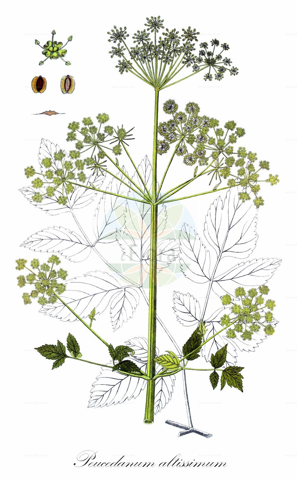 Peucedanum verticillare - Apiaceae,Plantae,Pteridobiotina,Angiosperms,Apiales,Apiaceae,Peucedanum,Peucedanum verticillare,Angelica altissima, Angelica verticillaris, Imperatoria verticillaris, Imperatoria verticillata, Ostericum verticillare, Peucedanum altissimum, Peucedanum ludovicianum, Selinum verticillare, Thapsia altissima, Tommasinia altissima, Tommasinia verticillaris,Riesen-Haarstrang;Quirl-Haarstrang;Tommasinie;Peucédan verticillé;Imperatoria verticillata;imperatoria di Tommasini;pukovica;orjaški silj;magasszárú kocsord;smldník nejvyšší;všedobr nejvyšší