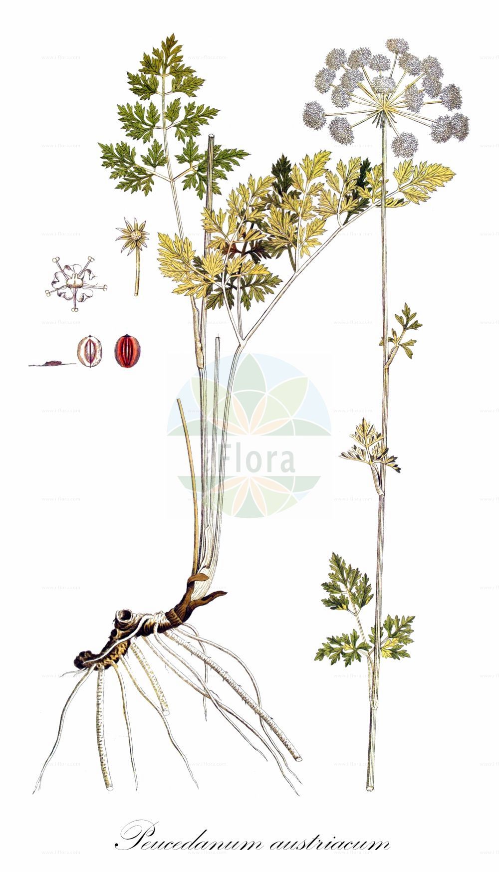 Peucedanum austriacum - Apiaceae,Plantae,Pteridobiotina,Angiosperms,Apiales,Apiaceae,Peucedanum,Peucedanum austriacum,Ferula austriaca, Ferula elegans, Ferula montana, Oreoselinum austriacum, Oreoselinum elegans, Oreoselinum montanum, Oreoselinum nigricans, Peucedanum bellardii, Peucedanum cnidioides, Peucedanum transsilvanicum, Pteroselinum austriacum, Pteroselinum intermedium, Pteroselinum montanum, Pteroselinum transsilvanicum, Selinum argenteum, Selinum austriacum, Selinum elegans, Selinum elegans, Selinum montanum, Selinum nigricans, Selinum nigrum, Selinum polymorphum, Selinum rablense,Österreichischer Haarstrang;Österreicher Haarstrang;Peucédan d'Autriche;Imperatoria austriaca;peucedano austriaco;горичник австрийский;selin;austrijska pukovica;avstrijski silj;osztrák kocsord;smldník rakouský;smldník rakouský;австрийска самодивска трева