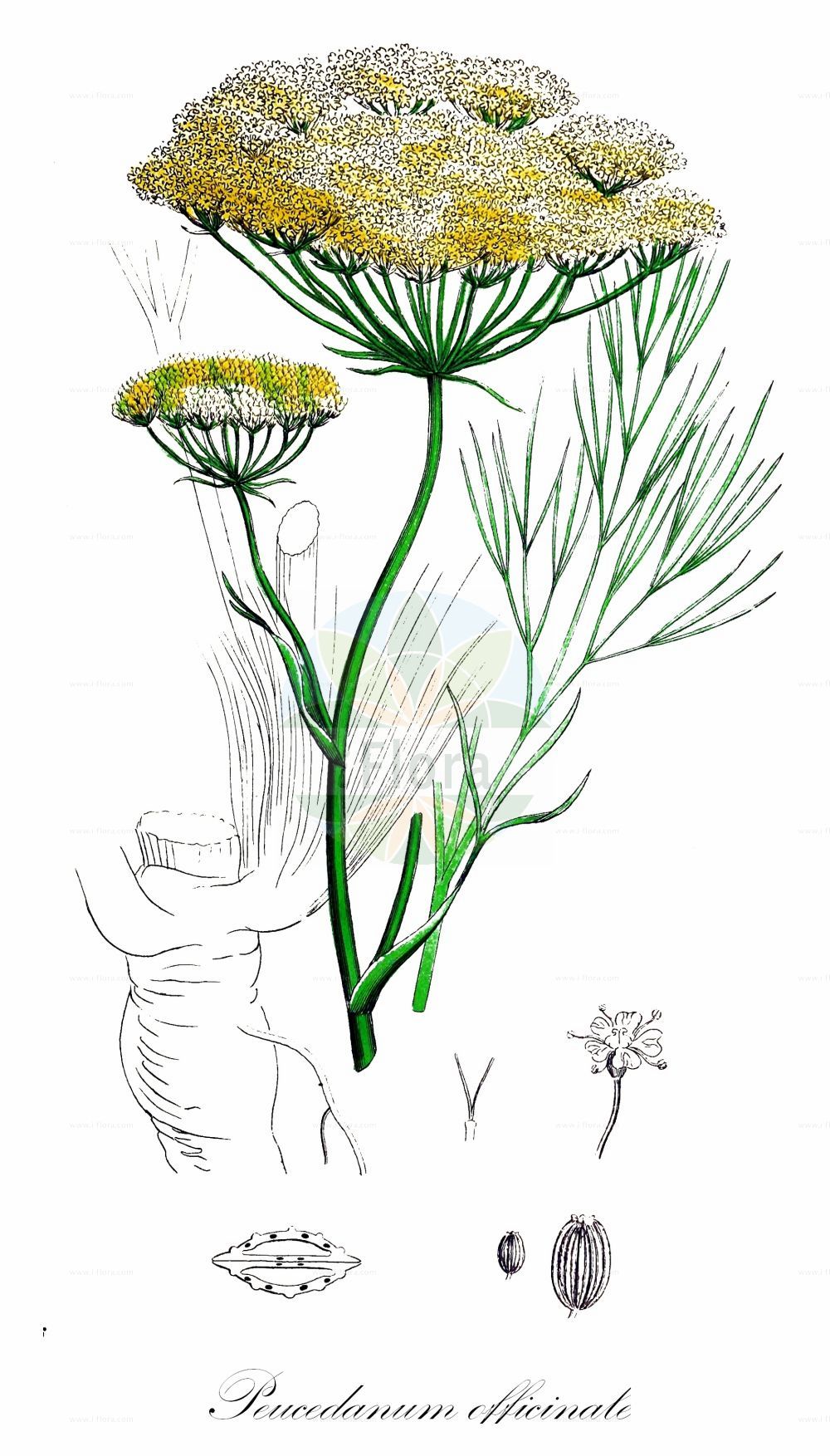 Peucedanum officinale - Apiaceae,Plantae,Pteridobiotina,Angiosperms,Apiales,Apiaceae,Peucedanum,Peucedanum officinale,Peucedanum italicum, Peucedanum narbonense, Selinum officinale, Selinum peucedanum,Echter Haarstrang;Arznei-Haarstrang;hog's fennel;brimstone wort;common hog's fennel;european sulphurweed;peucédan officinal;queue de porc;fenouil de porc;servato;ervato;hierba de Túnez;lampazo;peucédano;rabo de puerco;finocchio di porco;imperatoria finocchio-porcino;peucedano officinale;varkenskervel;brinça;funcho-de-porco;ervatão-porcino;funchu-de-porco;горичник аптечный;горичник лекарственный;kopër thiu;peucedanumi mjekësor;selin;cua de porc;fenoll de porc;fonoll de porc;devesilje;sziki kocsord;smldník lékařský;smldník lekársky;лечебен пеуцеданум;лечебна самодивска трева;девесиље;обична сиљевина;сиљевина
