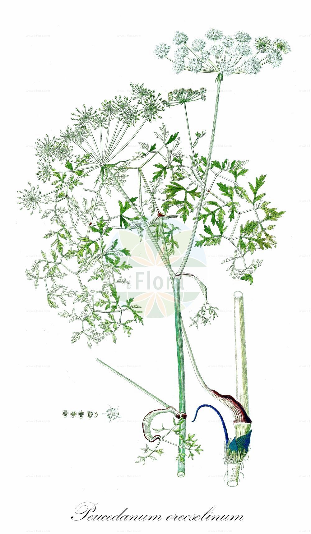 Peucedanum oreoselinum - Apiaceae,Plantae,Pteridobiotina,Angiosperms,Apiales,Apiaceae,Peucedanum,Peucedanum oreoselinum,Angelica oreoselinum, Athamanta diffusa, Athamanta divaricata, Athamanta divaricifolia, Athamanta oreoselinum, Cervaria oreoselinum, Oreoselinum legitimum, Oreoselinum majus, Oreoselinum nigrum, Oreoselis divaricata, Peucedanum bourgaei, Peucedanum orbiculare, Selinum oreoselinum,Berg-Haarstrang;mountain parsley;Peucédan des montagnes;herbe aux cerfs;persil de cerf;persil de montagne;peucédan oréosélin;toute-bonne;oreoselino;perejil de monte;tuxos;Imperatoria apio montano;imperatoria apio-montano;peucedano prezzemolo di monte;bergvarkenskervel;salsa-brava;salsa-de-castanheiro;горичник горный;majdanoz mali;julivert de muntanya;brdska pukovica;backsilja;bakke-svovlrod;gorysz pagórkowy;gorski silj;citromkocsord;smldník olešníkovitý;smldník olešníkový;chimionul porcului;smldník olšovníkovitý;смовдь гірська;mägi-piimputk;kalnu rūgtdille;bakkekjeks;девесиље;сиљевина;шумска сиљевина;šilinis saliavas