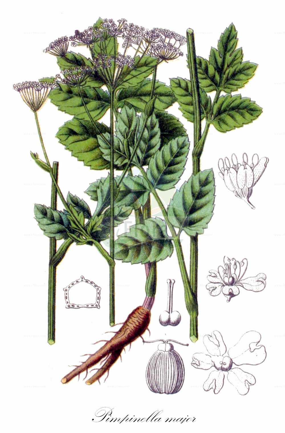 Pimpinella major - Apiaceae,Plantae,Pteridobiotina,Angiosperms,Apiales,Apiaceae,Pimpinella,Pimpinella major,Apium pimpinella, Carum dissectum, Carum magnum, Pimpinella austriaca, Pimpinella bipinnata, Pimpinella dumetorum, Pimpinella germanica, Pimpinella glabra, Pimpinella laciniata, Pimpinella magna, Pimpinella major var. rubra, Pimpinella media, Pimpinella orientalis, Pimpinella rosea, Pimpinella rubra, Pimpinella rugosa, Pimpinella rugulosa, Pimpinella saxifraga var. major, Pimpinella subcrenata, Selinum pimpinelloides, Tragoselinum dissectum, Tragoselinum magnum, Tragoselinum majus,Große Bibernelle;Große Pimpinelle;Gewöhnliche Große Bibernelle;Rote Große Bibernelle;Rotblütige Bibernelle;Große Pimpernell;greater burnet-saxifrage;hollowstem burnet saxifrage;Grand boucage;grande pimpinelle;pimpinela mayor;pimpinela negra;saxifraga mayor;Tragoselino maggiore;pimpinella maggiore;akker-ereprijs;groote bevernel;grote bevernel;бедренец большой;julivert de boc;pimpinella gran;velika bedrenika;stor bockrot;stor pimpinelle;biedrzeniec wielki;veliki bedrenec;nagy földitömjén;bedrník větší;bedrovník väčší;бедринець великий;едър анасон;suur näär;lielā noraga;stor gjeldkarve;isopukinjuuri;бедринац;didžioji ožiažolė