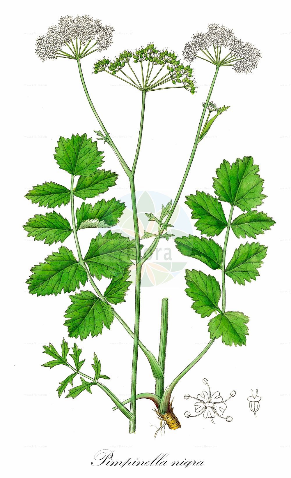 Pimpinella saxifraga subsp. nigra - Apiaceae,Plantae,Pteridobiotina,Angiosperms,Apiales,Apiaceae,Pimpinella,Pimpinella saxifraga,Pimpinella saxifraga subsp. nigra,Pimpinella nigra,Schwarze Pimpinelle;Schwarze Kleine Bibernelle;black pimpinella;solidstem burnet saxifrage;Boucage noir;pimpinella nera;tragoselino bluastro;бедренец чёрный;sammetsbovkrot;blånende pimpinelle;biedrzeniec czarny;bedrník obecný černající;bedrovník cierny