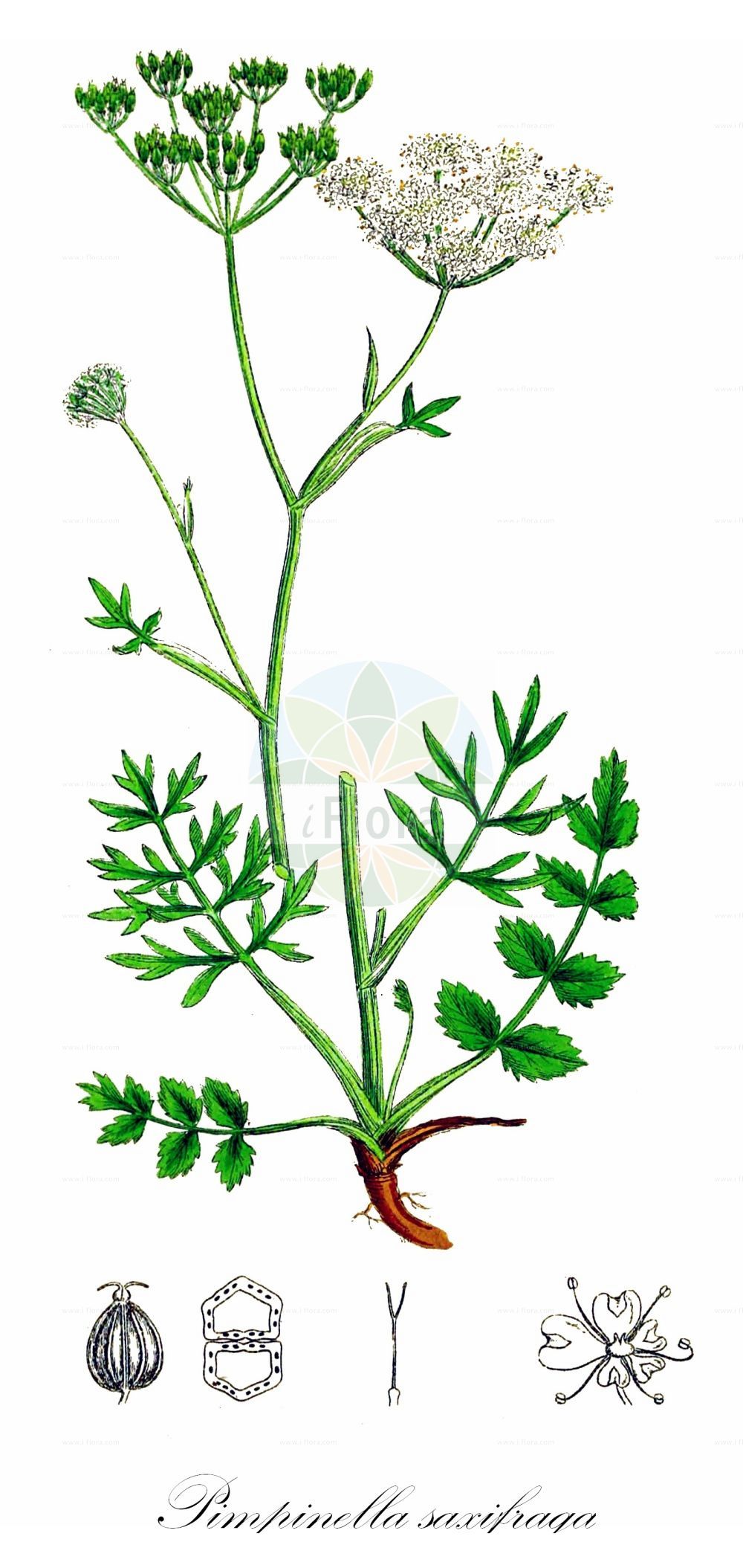 Pimpinella saxifraga - Apiaceae,Plantae,Pteridobiotina,Angiosperms,Apiales,Apiaceae,Pimpinella,Pimpinella saxifraga,Apium laconicum, Apium saxifragum, Apium tragoselinum, Carum alpinum, Carum nigrum, Carum saxifraga, Pimpinella acaulis, Pimpinella alpestris, Pimpinella asopii, Pimpinella calvertii, Pimpinella crispa, Pimpinella dissecta, Pimpinella genevensis, Pimpinella hircina, Pimpinella laconica, Pimpinella lucida, Pimpinella ovata, Pimpinella poteriifolia, Pimpinella pratensis, Pimpinella rotunda, Pimpinella rotundifolia, Pimpinella rupestris, Pimpinella saxifraga f. nana, Pimpinella saxifraga var. alpestris, Pimpinella saxifraga var. nana, Pimpinella triloba, Selinum pimpinella, Tragoselinum hircinum, Tragoselinum minus, Tragoselinum saxifragum,Kleine Bibernelle;Kleine Pimpinelle;Kleine Pimpernell;Gewöhnliche Kleine Bibernelle;burnet-saxifrage;solidstem burnet saxifrage;Boucage saxifrage;petit boucage;petite pimprenelle;boucage disséqué;bouquetine;persil de bouc;pied de chèvre;pimprenelle blanche;saxifrage;pimpinela blanca;pimpineta;saxifraga menor;Tragoselino comune;tragoselino becchino;pimpinella saxifraga;akker-boterbloem;kleine bevernel;akker-bedstro;бедренец камнеломковый;бедренец разрезной;taş anasonu;pimpinela riqësë;pimpinelë;matafaluga de prat;kamenjarska bedrenika;bockrot;vanlig bockrot;almindelig pimpinelle;biedrzeniec mniejszy;navadni bedrenec;hasznos földitömjén;bedrník obecný;petrinjel de cîmp;bedrovník lomikameňový;бедринець ломикаменевий;бедринець розрізний;каменоломков анасон;harilik näär;klinšu noraga;gjeldkarve;ahopukinjuuri;pukinjuuri;бедринац;мала бедреника;обична бедринка;обични бедринац;mažoji ožiažolė;λειόκαρπη πιμπινέλλα