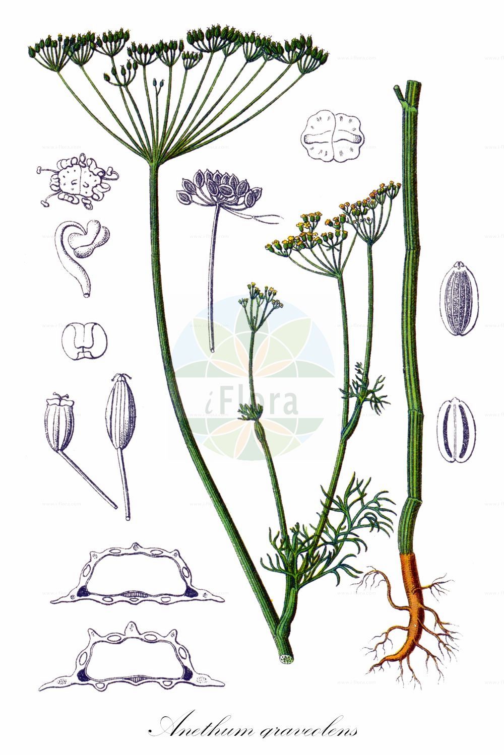 Anethum graveolens - Apiaceae,Plantae,Pteridobiotina,Angiosperms,Apiales,Apiaceae,Anethum,Anethum graveolens,Anethum arvense, Anethum graveolens subsp. australe, Anethum graveolens subsp. sowa, Anethum graveolens var. anatolicum, Anethum graveolens var. chevallieri, Anethum graveolens var. copiosum, Anethum graveolens var. nanum, Anethum graveolens var. parvifolium, Anethum graveolens var. tenerifrons, Anethum sowa, Angelica graveolens, Ferula graveolens, Ferula marathrophylla, Pastinaca anethum, Peucedanum anethum, Peucedanum graveolens, Peucedanum sowa, Selinum anethum, Selinum graveolens,Dill;Echter Dill;Gurkenkraut;dill;Aneth odorant;Fenouil bâtard;aneth;faux anis;eneldo;ameldo;nerdo;aneldo;anetaverón;aneto;hinojo hediondo;Aneto puzzolente;aneto odoroso;dille;endro;aneto;endrão;укроп пахучий;dereotu;kopër;anet;anega;kopar;dill;dild;koper ogrodowy;deiru;inondo;イノンド;ディル;navadni koper;kapor;kopr vonný;mărar;kôpor voňavý;кріп пахучий;обикновен копър;dill;tilli;shevet reichani;שֶׁבֶת רֵיחָנִי;shí luó;莳萝