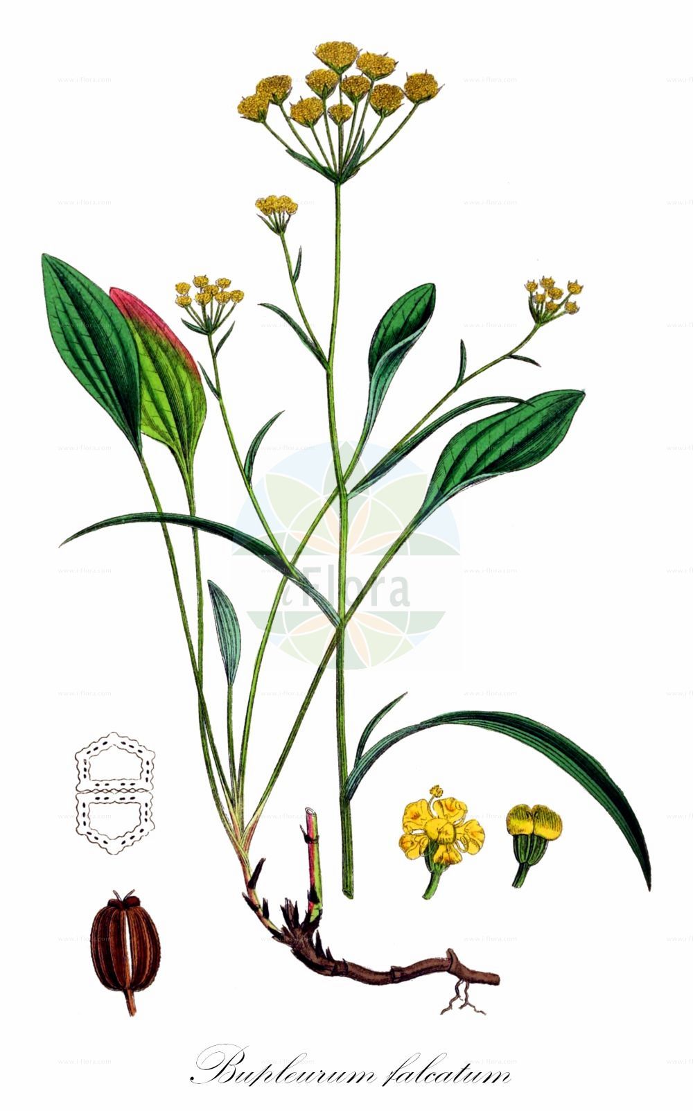 Bupleurum falcatum - Apiaceae,Plantae,Pteridobiotina,Angiosperms,Apiales,Apiaceae,Bupleurum,Bupleurum falcatum,Bupleurum antiochium, Bupleurum chlorocarpum, Bupleurum corsicum, Bupleurum dilatatum, Bupleurum falcatum f. angustifolium, Bupleurum falcatum f. angustifolium, Bupleurum falcatum f. elatum, Bupleurum falcatum f. ellipticum, Bupleurum falcatum f. elongatum, Bupleurum falcatum f. giganteum, Bupleurum falcatum f. lato-oblongum, Bupleurum falcatum f. montenegrinum, Bupleurum falcatum f. multicaule, Bupleurum falcatum f. petiolare, Bupleurum falcatum f. polymorphum, Bupleurum falcatum f. suborbiculatum, Bupleurum falcatum f. subspathulatum, Bupleurum falcatum f. typicum, Bupleurum falcatum subsp. corsicum, Bupleurum falcatum var. angustifolium, Bupleurum falcatum var. corsicum, Bupleurum falcatum var. dilatatum, Bupleurum falcatum var. elongatum, Bupleurum falcatum var. latifolium, Bupleurum falcatum var. latifolium, Bupleurum falcatum var. longiradiatum, Bupleurum falcatum var. nanum, Bupleurum falcatum var. parnassicum, Bupleurum falcatum var. petiolare, Bupleurum falcatum var. proliferum, Bupleurum falcatum var. sibthorpianum, Bupleurum falcatum var. variifolium, Bupleurum falvatum var. stenophyllum, Bupleurum flexuosum, Bupleurum occidentale, Bupleurum oppositifolium, Bupleurum parnassicum, Bupleurum petiolare, Bupleurum petrogenes, Bupleurum ranunculoides f. souliaei, Bupleurum rigidum var. petiolare, Bupleurum rossicum, Bupleurum sibthorpianum, Bupleurum souliaei, Bupleurum woronowii, Isophyllum falcatum, Selinum bupleurum, Tenoria falcata,Sichelblättriges Hasenohr;Sichel-Hasenohr;Sichelblatt-Hasenohr;sickle-leaved hare's-ear;sickle hare's-ear;chinese thoroughwax;sickle-leaf hare's ear;Buplèvre en faux;buplèvre à feuilles en faux;buplèvre corse;buplèvre de Corse;buplèvre des haies;oreille de lièvre;percefeuille;hierba gitana;hierba de la gitana;manzanilla de puerto;manzanilla fuerte;Bupleuro falcato;wondkruid;sikkelgoudscherm;володушка серповидная;çataltavşan;bupleur;llebrenca;llebrenca falcada;srpasti zvinčac;smalbladig hareört;przewiercień sierpowaty;bupureurumu;mishima-saiko;ブプレウルム;ミシマサイコ;srpasta prerast;sarlós buvákfű;prorostlík srpovitý;urechea iepurelui;prerastlík kosákovitý;ласкавець воронова;ласкавець серповидний;сърповидна урока;hóng chái hú;红柴胡;si ho;시호