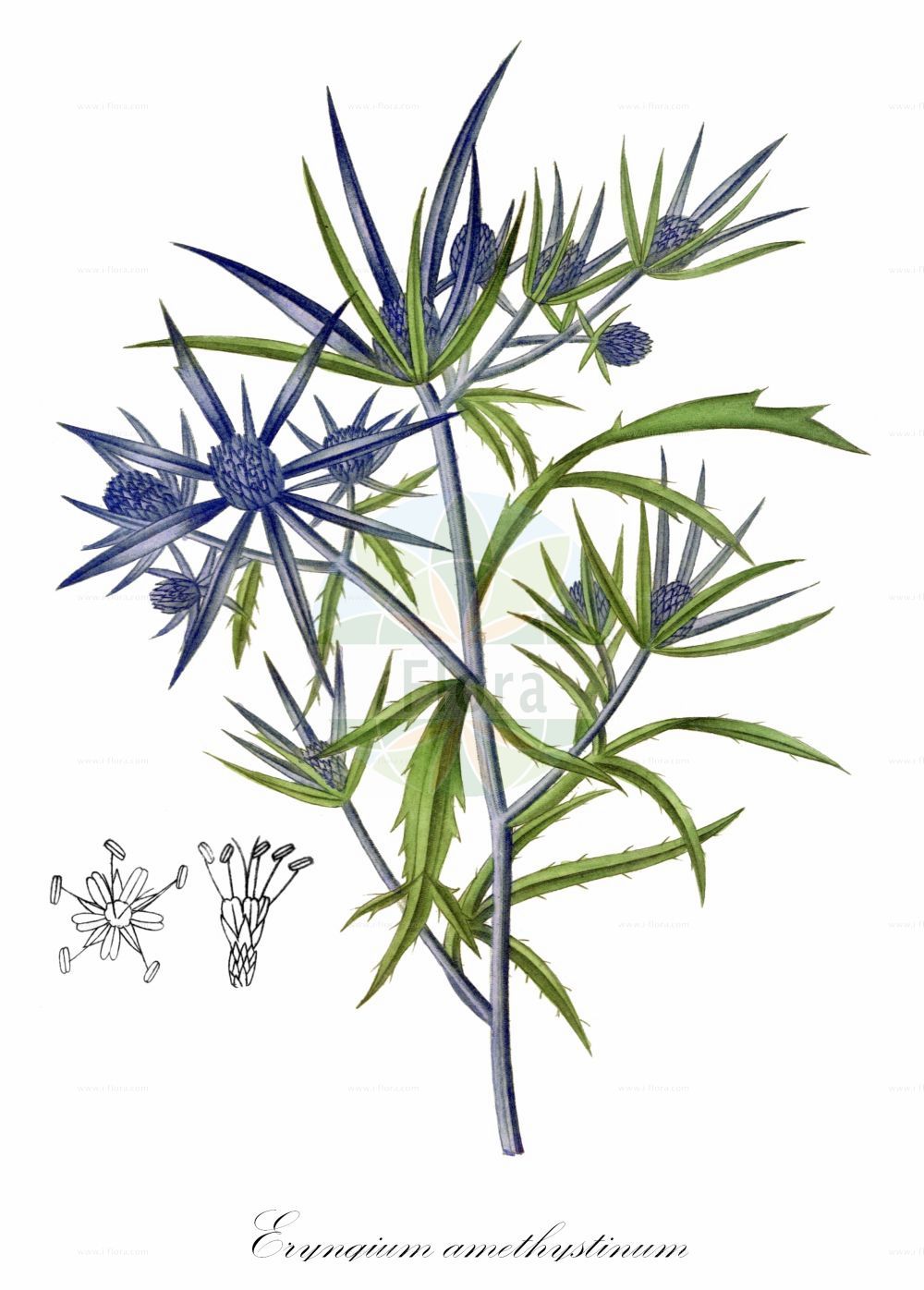 Eryngium amethystinum - Apiaceae,Plantae,Pteridobiotina,Angiosperms,Apiales,Apiaceae,Eryngium,Eryngium amethystinum,Eryngium amethystinum f. macrophyllum, Eryngium amethystinum f. trichophyllum, Eryngium australe, Eryngium caeruleum, Eryngium dilatatum, Eryngium orientale, Eryngium siculum,Amethyst-Mannstreu;italian eryngo;panicaut couleur améthyste;calcatreppola ametistina;eringio ametistino;синеголовник аметистовый;gjembardhë;ljubičastomodri kotrljan;ametitasta možina;havasi iringó;kék iringó;kék ördögszekér;máčka sivá;spin vînăt;kotúč poľný;аметистов ветрогон;παπαδίτσα