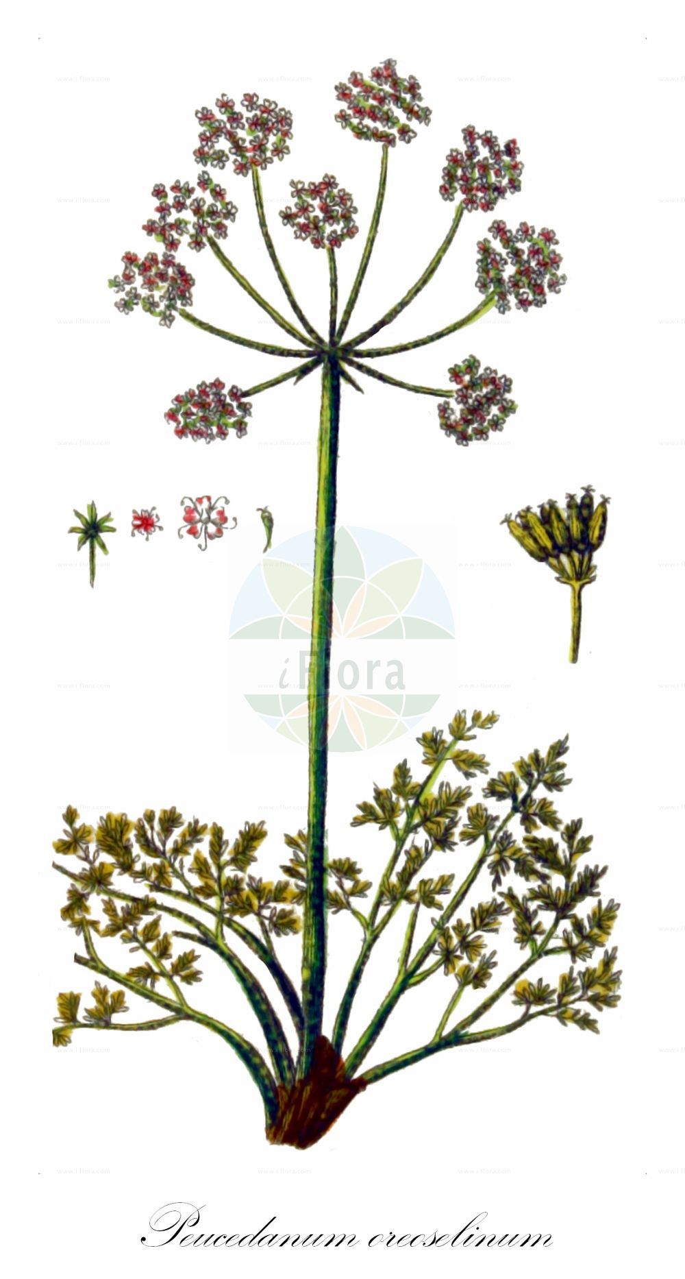 Peucedanum oreoselinum - Apiaceae,Plantae,Pteridobiotina,Angiosperms,Apiales,Apiaceae,Peucedanum,Peucedanum oreoselinum,Angelica oreoselinum, Athamanta diffusa, Athamanta divaricata, Athamanta divaricifolia, Athamanta oreoselinum, Cervaria oreoselinum, Oreoselinum legitimum, Oreoselinum majus, Oreoselinum nigrum, Oreoselis divaricata, Peucedanum bourgaei, Peucedanum orbiculare, Selinum oreoselinum,Berg-Haarstrang;mountain parsley;Peucédan des montagnes;herbe aux cerfs;persil de cerf;persil de montagne;peucédan oréosélin;toute-bonne;oreoselino;perejil de monte;tuxos;Imperatoria apio montano;imperatoria apio-montano;peucedano prezzemolo di monte;bergvarkenskervel;salsa-brava;salsa-de-castanheiro;горичник горный;majdanoz mali;julivert de muntanya;brdska pukovica;backsilja;bakke-svovlrod;gorysz pagórkowy;gorski silj;citromkocsord;smldník olešníkovitý;smldník olešníkový;chimionul porcului;smldník olšovníkovitý;смовдь гірська;mägi-piimputk;kalnu rūgtdille;bakkekjeks;девесиље;сиљевина;шумска сиљевина;šilinis saliavas