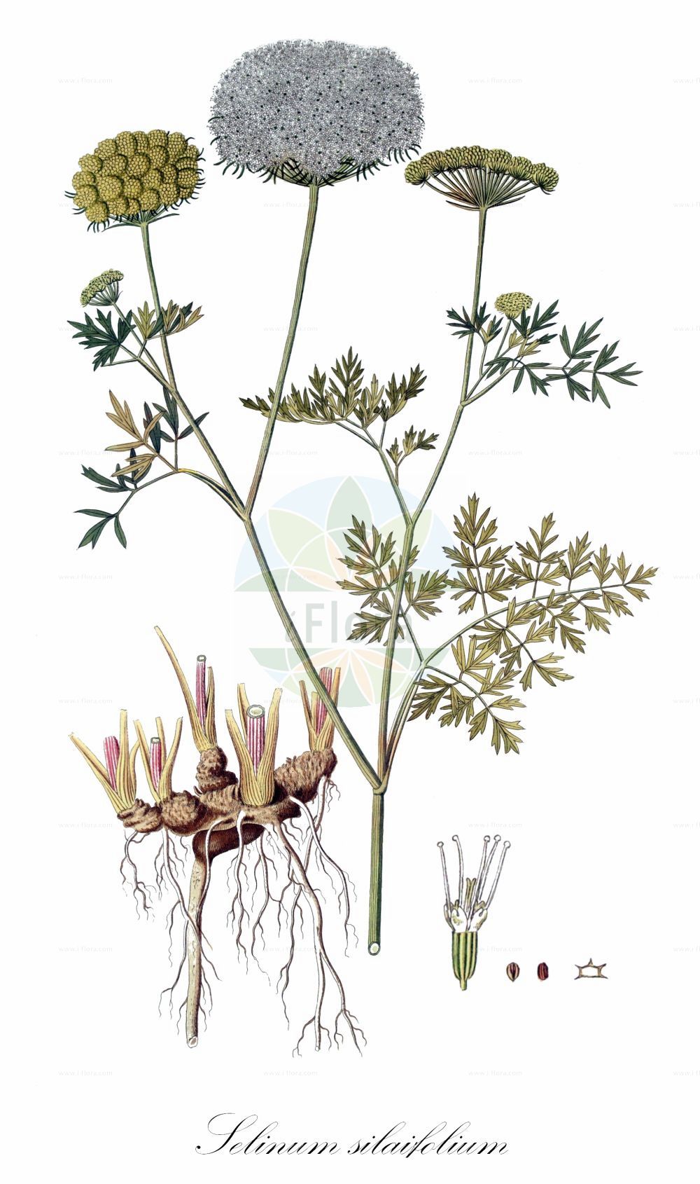 Cnidium silaifolium - Apiaceae,Plantae,Pteridobiotina,Angiosperms,Apiales,Apiaceae,Cnidium,Cnidium silaifolium,Cnidium apioides, Cnidium apioideum, Cnidium orientale, Cnidium silaifolium subsp. orientale, Cnidium silaifolium var. orientale, Katapsuxis cicutefolia, Katapsuxis silaifolia, Katapsuxis silaifolia var. orientalis, Laserpitium silaifolium, Ligusticum apioides, Ligusticum silaifolium, Selinum orientale, Selinum silaifolium