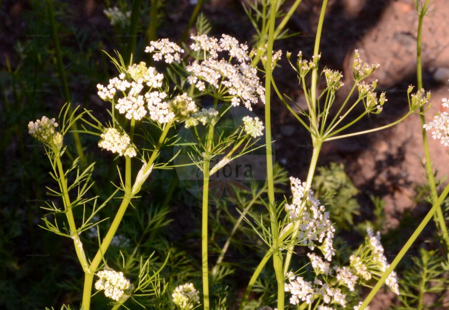 Carum carvi - Apiaceae,Plantae,Pteridobiotina,Angiosperms,Apiales,Apiaceae,Carum,Carum carvi,Apium carvi, Bunium carvi, Carum aromaticum, Carum carvi f. carvi, Carum carvi f. gracile, Carum carvi f. rhodochranthum, Carum carvi f. rubriflorum, Carum carvi subsp. rosellum, Carum carvi var. gracile, Carum decussatum, Carum gracile, Carum officinale, Carum rosellum, Carum velenovskyi, Carvi careum, Falcaria carvifolia, Foeniculum carvi, Karos carvi, Ligusticum carvi, Pimpinella carvi, Selinum carvi, Seseli carum, Seseli carvi, Sium carvi,Wiesen-Kümmel;Echter Kümmel;Kümmel;Feldkümmel;caraway;common caraway;Cumin des prés;carvi;anis des Vosges;carum carvi;cumin des montagnes;carvi;alcaravea;carví;comino de prado;Carvi;Cumino tedesco;cumino dei prati;comino tedesco;anice dei Vosgi;äkta hirs;echte karwij;cuminho;alcaravia;тмин обыкновенный;kimyon;karaboti;karabotit;alcaravia;càrvit;comí de Madrid;comí de prat;cumí;fonoll de prat;kumin;kummin;kommen;kminek zwyczajny;himeuikyô;karumu;kiyarawei;カルム;キヤラウェイ;ヒメウイキヨウ;navadna kumina;kömény;kmín kořenný;chimen;rasca lúčna;кмин звичайний;кимион;обикновен ким;harilik köömen;parastā ķimene;karve;kumina;kúmen;обични ким;paprastasis kmynas;άγριο κύμινο;αγριοκύμινο;κάρον κυμινοειδές;gě lǚ zi;葛缕子;кмен звычайны