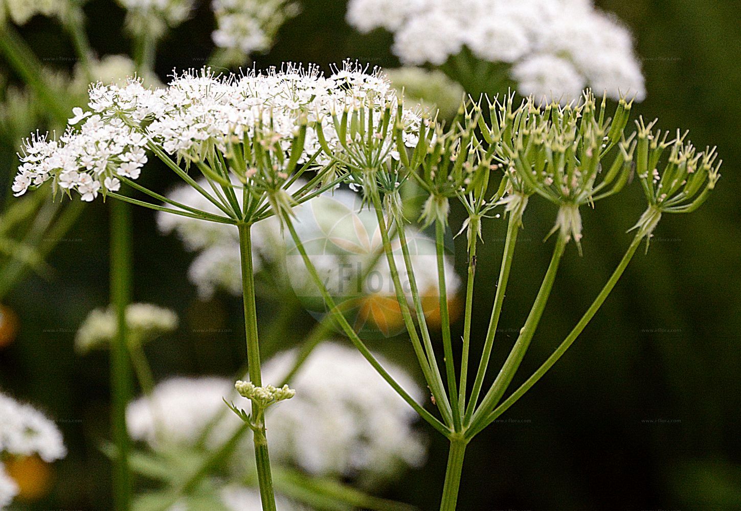 Chaerophyllum hirsutum - Apiaceae,Plantae,Pteridobiotina,Angiosperms,Apiales,Apiaceae,Chaerophyllum,Chaerophyllum hirsutum,Bellia hirsuta, Chaerophyllum cicutaria, Chaerophyllum hirsutum var. glabratum, Chaerophyllum hirsutum var. rubriflorum, Chaerophyllum pallescens, Chaerophyllum palustre, Chaerophyllum umbrosum, Ligusticum hirsutum, Myrrhis cicutaria, Myrrhis hirsuta, Rhynchostylis hirsutus, Scandix hirsuta, Selinum cicutaria, Selinum kochii, Sikira hirsuta,Berg-Kälberkropf;Rauhaariger Kälberkropf;Behaarter Kälberkropf;Gewöhnlicher Behaarter Kälberkropf;Wimper-Kälberkropf;Bach-Kälberkropf;Alpen-Kälberkropf;Villars Kerbel;Berg-Kerbel;Gebirgs-Kälberkropf;Gewöhnlicher Gebirgs-Kälberkropf;Gewöhnlicher Rauhhariger Kälberkropf;hairy chervil;Chérophylle cilié;grand cerfeuil d'eau;chérophylle hérissé;cerefolio;cerefolio salvaje;picos ásperos;Cerfoglio irsuto;scandice pelosa;cerfoglio selvatico;scandia pelosa;бутень цикутовый;stërpujë;cominassa;cominassa hirsuta;čupava krabljica;bergkörvel;świerząbek kosmaty;świerząbek orzęsiony;dlakavo trebelje;szőrös baraboly;krabilice chlupatá;бутень шорстковолосистий;влакнест балдаран;karvakirveli