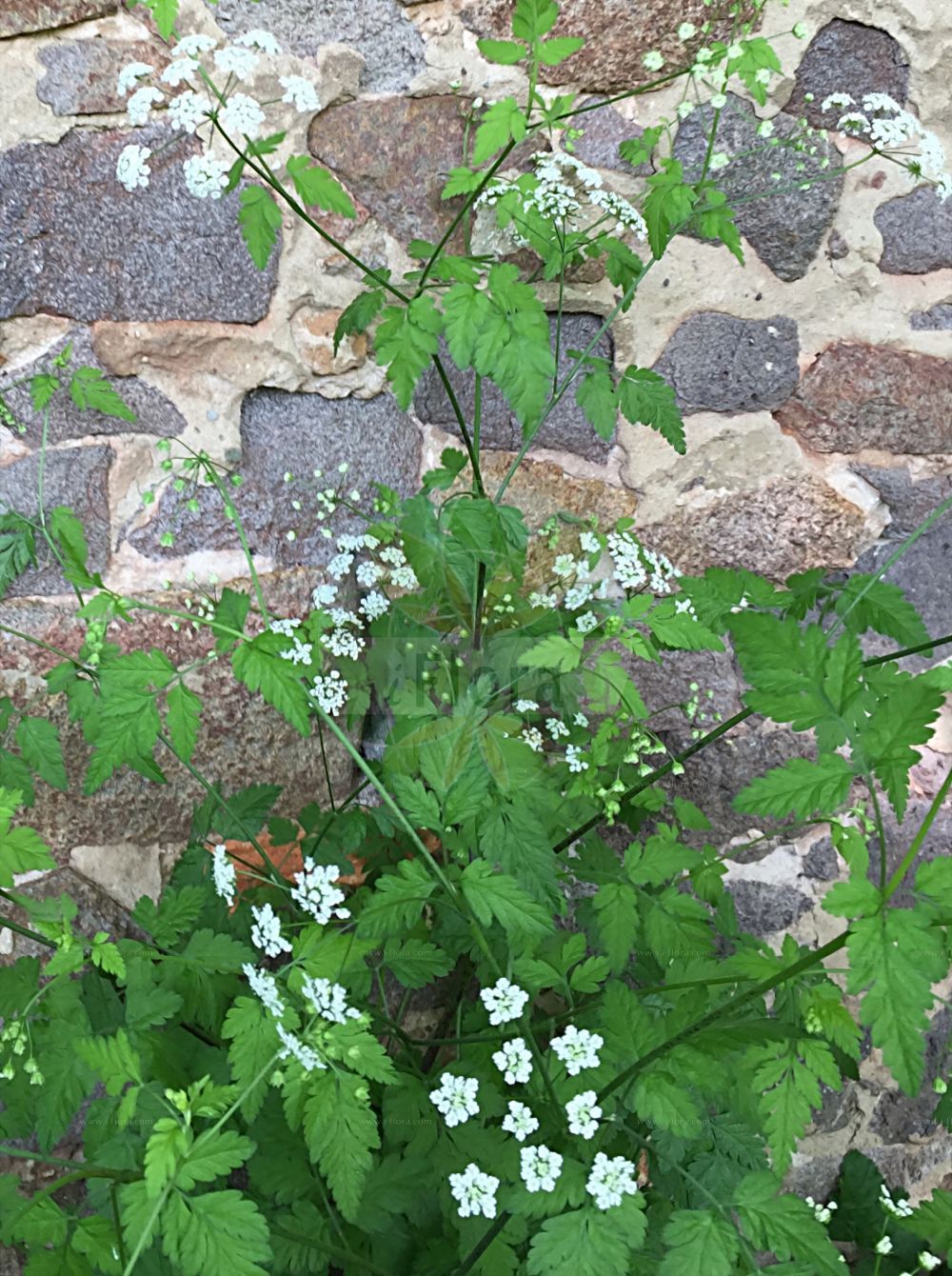 Chaerophyllum temulum - Apiaceae,Plantae,Pteridobiotina,Angiosperms,Apiales,Apiaceae,Chaerophyllum,Chaerophyllum temulum,Bellia temulenta, Chaerophyllum geniculatum, Chaerophyllum temulentum, Chaerophyllum temulum f. canescens, Chaerophyllum temulum f. eriocarpum, Chaerophyllum temulum var. canescens, Myrrhis temula, Polgidon temulum, Scandix nutans, Scandix temula, Selinum temulum,Betäubender Kälberkropf;Taumel-Kälberkropf;Hecken-Kälberkropf;Eselskerbel;rough chervil;Chérophylle penché;cerfeuil penché;cerfeuil bâtard;cerfeuil puant;cerfeuil des fous;cerfeuil sauvage;chérophylle enivrant;chérophylle puant;couquet;perifolio aspero;perejil de asno;Cerfoglio ubriacante;cicutaria;anacio;cerfoglio inebriante;dolle kervel;salsa-de-burro;cerefolho;cerefolho-bravo;cerefólio-bravo;бутень одурящий;бутень опьяняющий;dallı handok;stërpujë;cominassa temulenta;njišuća krabljica;hårkörvel;hulsvøb;świerząbek gajowy;świerząbek zwisły;opojno trebelje;bódító baraboly;krabilice mámivá;krabilice mámivá;krkoška mámivá;бутень п'янкий;замайващ балдаран;опияняващ шашан;uimastav varesputk;reibuma kārvele;myrkkykirveli;svimekjeks;myrkkykirveli;црвенопегава трстика;svaiginantysis gurgždis;χερόφιλλο