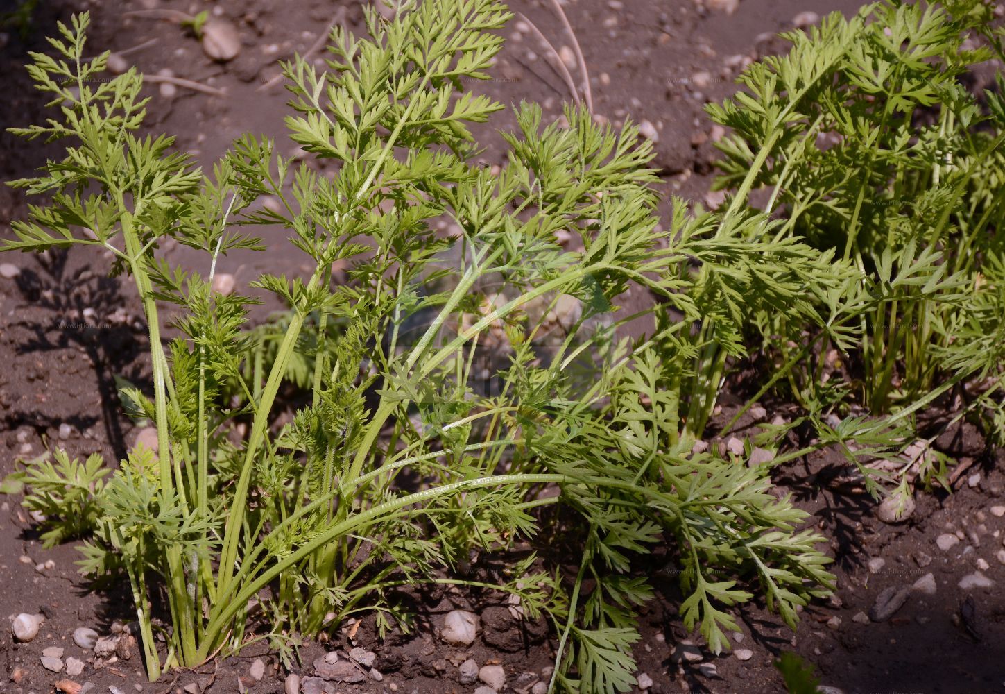 Daucus carota - Apiaceae,Plantae,Pteridobiotina,Angiosperms,Apiales,Apiaceae,Daucus,Daucus carota,Carota sylvestris, Caucalis carnosa, Caucalis carota, Caucalis daucus, Daucus agrestis, Daucus alatus, Daucus allioni, Daucus australis, Daucus blanchei, Daucus brevicaulis, Daucus carota f. carota, Daucus carota f. epurpurata, Daucus carota f. fischeri, Daucus carota f. goodmanii, Daucus carota f. rosea, Daucus carota f. roseus, Daucus carota subsp. dentatus, Daucus carota subsp. hispidus, Daucus carota var. brachycaulos, Daucus carota var. brachycentrus, Daucus carota var. carota, Daucus carota var. excelsus, Daucus carota var. linearis, Daucus carota var. pseudocarota, Daucus communis, Daucus communis var. pseudocarota, Daucus dentatus, Daucus esculentus, Daucus exiguus, Daucus glaber, Daucus heterophylus, Daucus kotovii, Daucus levis, Daucus littoralis var. forsskalii, Daucus littoralis var. glabra, Daucus littoralis var. negevensis, Daucus marcidus, Daucus maritimus, Daucus montanus, Daucus neglectus, Daucus nudicaulis, Daucus officinalis, Daucus polygamus, Daucus scariosus, Daucus sciadophylus, Daucus strigosus, Daucus sylvestris, Daucus vulgaris, Daucus vulgaris, Platyspermum alatum, Tiricta daucoides,Gewöhnliche Möhre;Wilde Möhre;Echte Möhre;Gelbe Rübe;Karotte;Kultur-Möhre;wild carrot;carrot;devil's plague;laceflower;parsnip;bird's nest;bird's nest plant;crow's nest;queen anne's lace;rantipole;bee's nest;Carotte sauvage;carotte;carotte maritime;daucus carotte;nid d'oiseau;racine jaune;zanahoria silvestre;pastanaga;carlota;carruchera;hierba meona;zanahoria;Carota selvatica;carota selvaggia;carota silvestre;wilde peen;peen;wilde wortel;cenoura-brava;cenoura-brava-marítima;erva-coentrinha;морковь дикая;yabani havuç;karota e egër;karotë;pastanaga borda;pastanaga silvestre;mrkva;vildmorot;morot;gulerod;vild gulerod;marchew zwyczajna;noraninjin;ノラニンジン;navadno korenje;vadmurok;mrkev obecná;morcov;morcov sălbatic;mrkva obyčajná;морква дика;див морков;обикновен морков;metsporgand;savvaļas burkāns;gulrot;vill gulrot;porkkana;rikkaporkkana;дивља мрква;стидак;paprastoji morka;αγριοκαρώτο;yě hú luó bo;野胡萝卜;san dang geun;산당근;морква дзікая