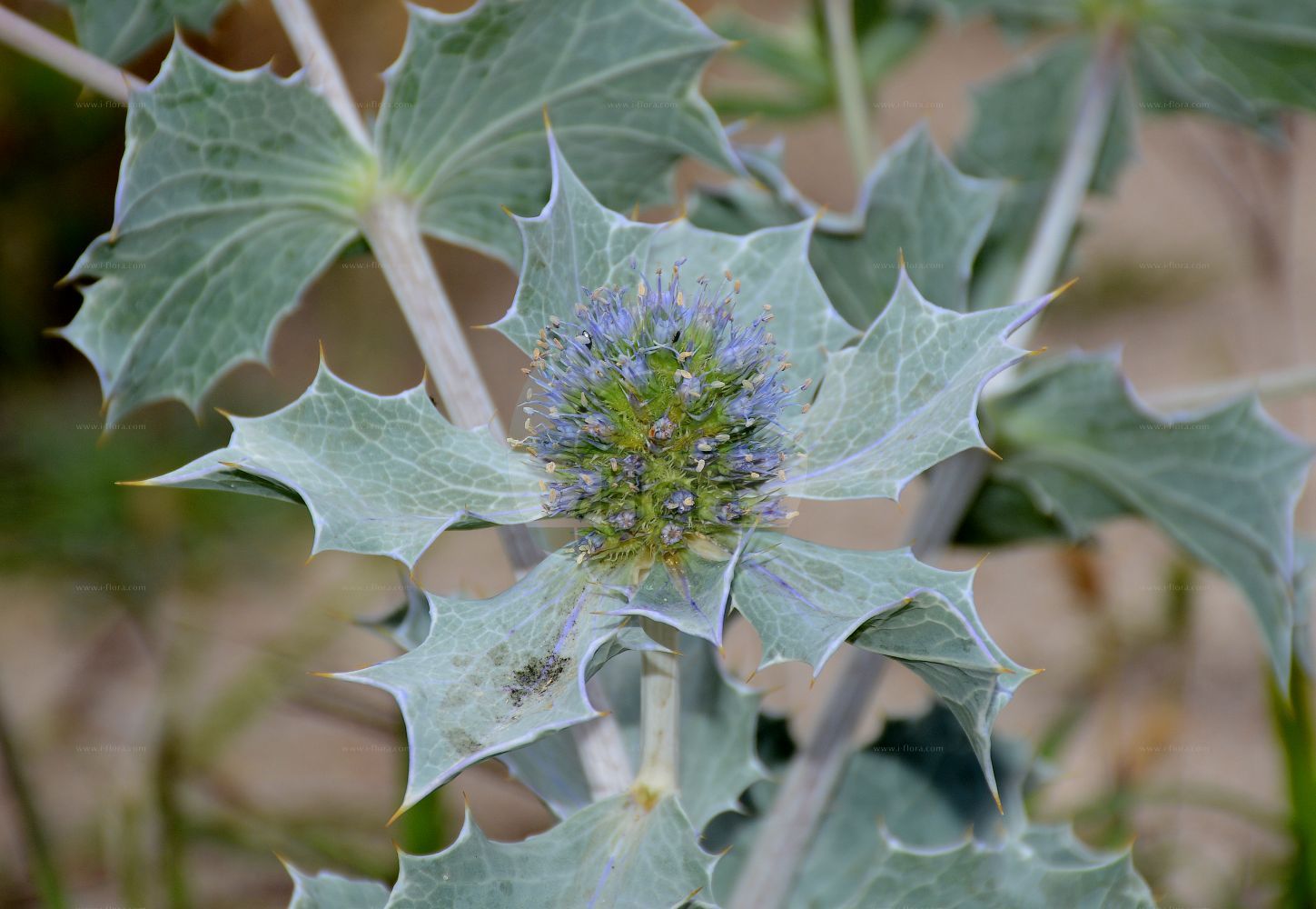 Eryngium maritimum - Apiaceae,Plantae,Pteridobiotina,Angiosperms,Apiales,Apiaceae,Eryngium,Eryngium maritimum,Eryngium marinum,Strand-Mannstreu;Stranddistel;sea-holly;seaside eryngo;panicaut de mer;panicaut des dunes;panicaut maritime;cardo maritimo;cardo marino;eringo marino;calcatreppola marittima;Amerikaanse vogel-kerseboom;blauwe zeedistel;blauwe kruisdistel;cardo-maritimo;cardo-marítimo;cardo-rolador;синеголовник приморский;kum boğadikeni;gjemsbardhë;card marí;panical marí;primorski kotrljan;martorn;strand-mandstro;mikołajek nadmorski;eringiumu;higotaisaiko;エリンギウム;ヒゴタイサイコ;obmorska možina;tengerparti iringó;máčka přímořská;scaiul dracului;kotúč prímorský;миколайчики приморські;приморски ветрогон;rand-ogaputk;jūrmalas zilpodze;strandtorn;meeripiikkiputki;charchahavinah chofit;חַרְחֲבִינָה חוֹפִית;pajūrinė zunda;لحية المعزة;γαλανόχορτο