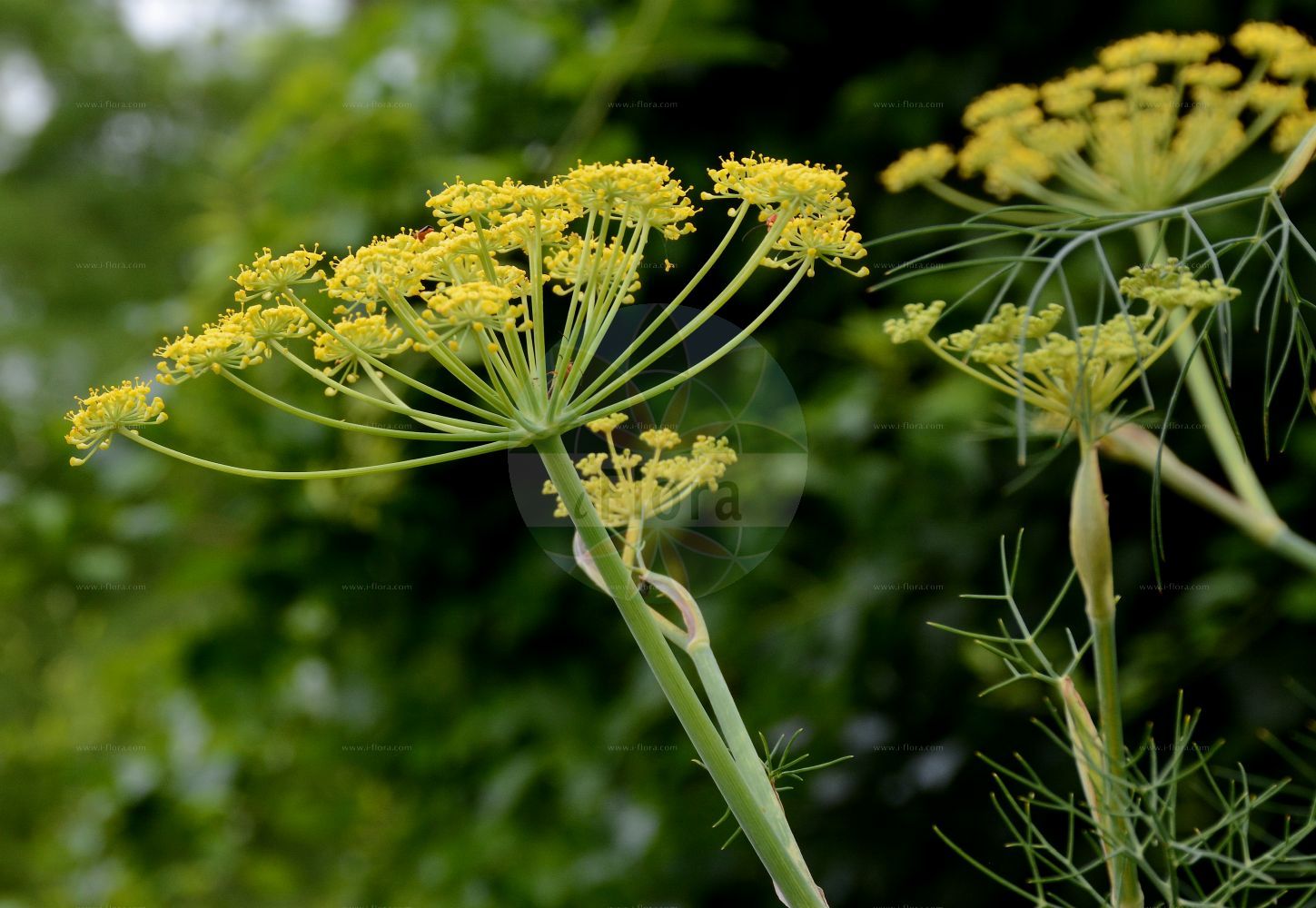 Foeniculum vulgare - Apiaceae,Plantae,Pteridobiotina,Angiosperms,Apiales,Apiaceae,Foeniculum,Foeniculum vulgare,Anethum dulce, Anethum foeniculum, Anethum minus, Anethum panmori, Anethum panmorium, Anethum pannorium, Anethum piperitum, Anethum rupestre, Foeniculum azoricum, Foeniculum capillaceum, Foeniculum divaricatum, Foeniculum dulce, Foeniculum foeniculum, Foeniculum giganteum, Foeniculum officinale, Foeniculum panmorium, Foeniculum piperitum, Foeniculum rigidum, Foeniculum vulgare subsp. capillaceum, Foeniculum vulgare subsp. piperitum, Foeniculum vulgare subsp. sativum, Foeniculum vulgare var. capillaceum, Foeniculum vulgare var. dulce, Foeniculum vulgare var. inodorum, Foeniculum vulgare var. piperitum, Foeniculum vulgare var. sativum, Ligusticum foeniculum, Ligusticum foeniculum, Meum foeniculum, Meum piperitum, Ozodia foeniculacea, Selinum foeniculum, Seseli dulce, Seseli foeniculum, Seseli piperitum,Echter Fenchel;Gewöhnlicher Fenchel;Fenchel;Garten-Fenchel;Gewürz-Fenchel;fennel;common fennel;sweet fennel;Fenouil commun;aneth doux;fenouil;fenouil amer;aneth fenouil;fenouil cultivé;fenouil poivré;fonol comun;hinojo;acapate;fonol común;hinojo común;cenojo;fenojo;fenol;hierba santa;hinojo de Florencia;hinojo doméstico;hinojo hortense;mello;perejil de gitano;tenojo;zenollo;Finocchio comune;finnocchio dolce;finocchio arancino;finocchio;finocchio comun;finocchio peperino;finocchio dolce;finocchio selvatico;äkte kastanjträd;tuinvenkel;venkel;funcho-comum;funcho;fiolho;fionho;funcho-amargo;funcho-bravo;funcho-de-florença;funcho-doce;funcho-hortense;фенхель обыкновенный;rezene;maraja;marajë;fenoll;follol;fonoll;fonoll ver;fonollera;herba de las vinyes;llavoretes;matalauva;ponollera;komorač;obični komorač;äkta vallört;vanlig fänkål;fänkål;fennikel;fenkuł włocki;fenykl;koper włocki;koper włoski;fenneru;uikyô;ウイキョウ;フェンネル;navadni komarček;poprov komarček;édeskömény;fenykl obecný;molură;fenikel obyčajný;фенхель звичайний;морач;резене;finkel;fenkoli;venkoli;прави коморач;shummar pashut;שֻׁמָּר פָּשׁוּט;μάραθο;huí xiāng;茴香;hoe hyang;회향