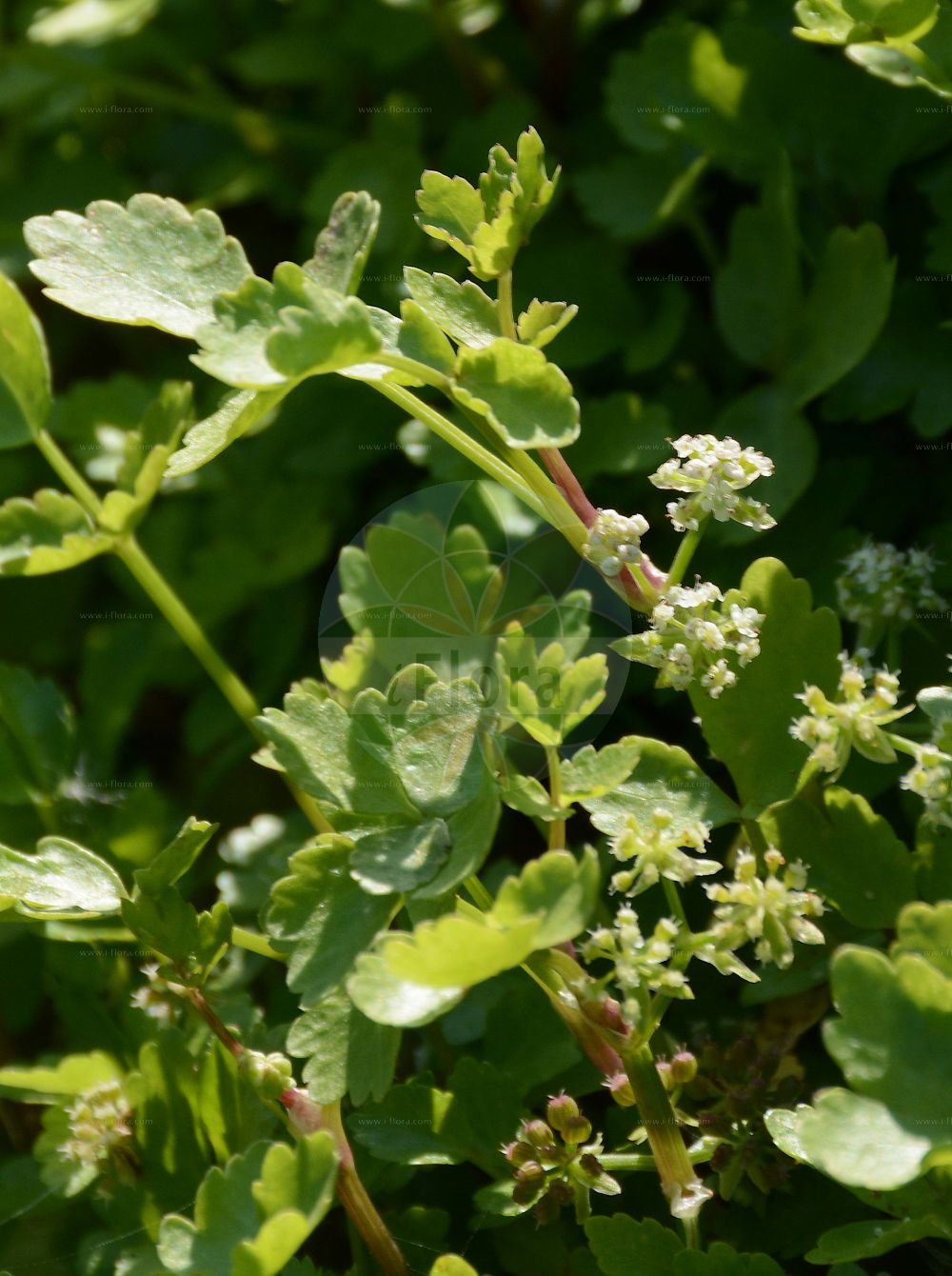 Apium nodiflorum - Apiaceae,Plantae,Pteridobiotina,Angiosperms,Apiales,Apiaceae,Apium,Apium nodiflorum,Apium nodiflorum var. vulgare, Cicuta nodiflora, Helodium nodiflorum, Helosciadium hybridum, Helosciadium muratianum, Helosciadium nodiflorum, Helosciadium nodiflorum f. purpurascens, Helosciadium nodiflorum var. ochreatum, Helosciadium nodiflorum var. radiatum, Helosciadium nodiflorum var. repentiforme, Helosciadium stoloniferum, Lavera nodiflora, Meum nodiflorum, Pimpinella nodiflora, Selinum nodiflorum, Seseli nodiflorum, Sison nodiflorum, Sium nodiflorum, Sium radiatum, Sium stoloniferum, Tordylium cyrenaicum,Knotenblütiger Sumpfschirm;Knotenblütiger Sellerie;Knotenblütige Sellerie;Knotenblütiger Eppich;fool's-water-cress;european marshwort;Ache nodiflore;ache aquatique;ache faux-cresson;hélosciadie à fleurs nodales;hélosciadie nodiflore;apio bastardo;apio borde;apio menor;berraza;berrios;Sedano d'acqua;sedania d'acqua;crescione;erba cannella;gorgalestro;akker-streepzaad;akker-viltkruid;groot moerasscherm;knopbloemige moerasscherm;rabaças;rabaça;salsa-brava;болотнозонтичник узлоцветковый;bendik;selin;clenxot;creixen;creixen bord;creixenera;čvorasti celer;fränefloka;pęczyna węzłobaldachowa;selery węzłobaldachowe;възлеста целина;nikkeselleri;koiranselleri;karpas habbitzot;כַּרְפַּס הַבִּצּוֹת