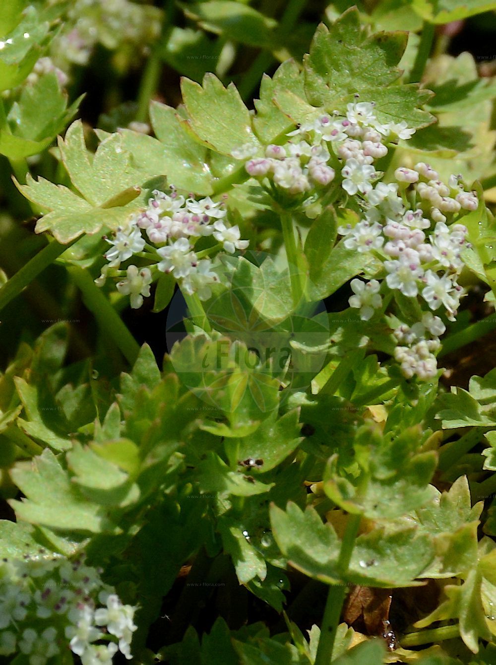 Apium repens - Apiaceae,Plantae,Pteridobiotina,Angiosperms,Apiales,Apiaceae,Apium,Apium repens,Helodium repens, Helosciadium repens, Laoberdes repens, Selinum repens, Sium repens,Kriechender Sumpfschirm;Kriechender Sellerie;Kriech-Sellerie;Kriechende Sellerie;Kriechender Eppich;creeping marshwort;Ache rampante;hélosciadie rampante;Sedano strisciante;akker-roos;kruipend moerasscherm;сельдерей ползучий;puzavi celer;sumpfloka;krybende sumpskærm;pęczyna bloltna;selery blotne;plazeča zelena;kúszó zeller;celer;miřík celer;zeler plazivý;juurtoselleri