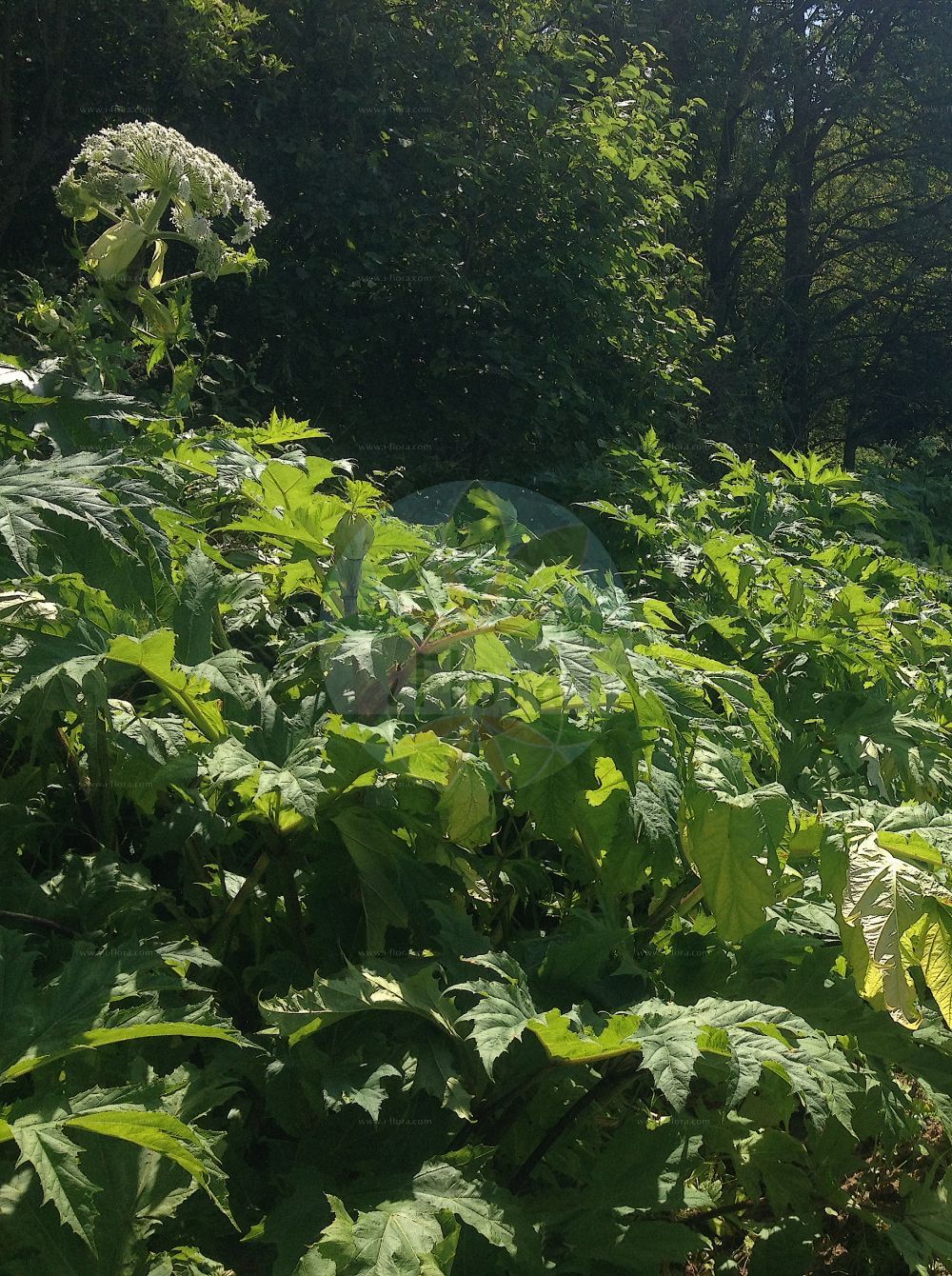 Heracleum mantegazzianum - Apiaceae,Plantae,Pteridobiotina,Angiosperms,Apiales,Apiaceae,Heracleum,Heracleum mantegazzianum,Pastinaca mantegaziana