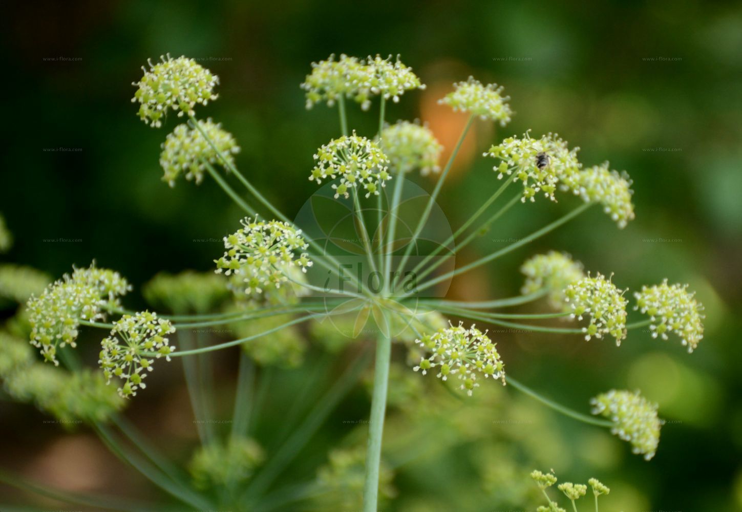 Laser trilobum - Apiaceae,Plantae,Pteridobiotina,Angiosperms,Apiales,Apiaceae,Laser,Laser trilobum,Angelica aquilegifolia, Angelica triloba, Laser aquilegifolium, Laserpitium aquilegiifolium, Laserpitium carniolicum, Laserpitium trilobum, Selinum aquilegifolium, Siler alpinum, Siler aquilegifolium, Siler trilobum,Gewöhnlicher Rosskümmel;Rosskümmel;laser;three-lobed laserwort;laser à trois lobes;laser trilobé;siler à trois lobes;lasero trilobo;siler;гладыш;лазурник трёхлопастный;kefe kimyonu;lazer;sujtár;timoj trojlaločný;lazer trojlaločný;timoj trojlaločný;лазурник трилопатевий;загърличе;мушки расковник;планински гладаш