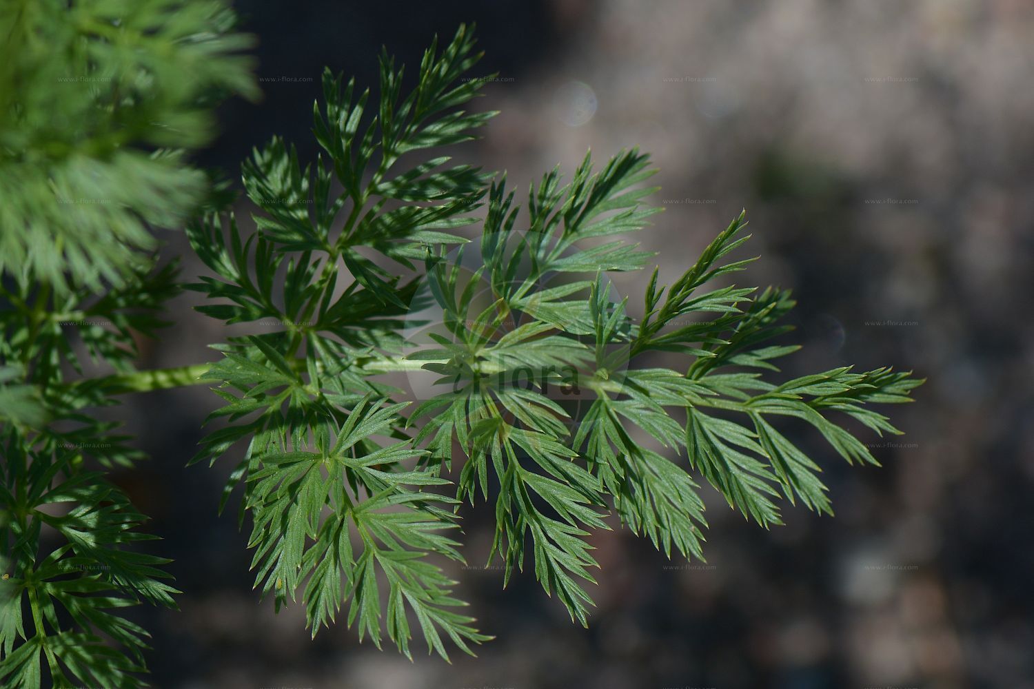 Neogaya simplex - Apiaceae,Plantae,Pteridobiotina,Angiosperms,Apiales,Apiaceae,Neogaya,Neogaya simplex,Arpitium alpinum, Arpitium simplex, Conioselinum gayoides, Gaya multicaulis, Gaya simplex, Laserpitium muteliinoides, Laserpitium simplex, Ligusticum alpinum, Ligusticum mutellinoides, Ligusticum mutellinoides subsp. alpinum, Ligusticum simplex, Mutellina mutellinoides, Neogaya albomarginata, Pachypleurum albomarginatum, Pachypleurum alpinum, Pachypleurum mutellinoides, Pachypleurum schischkinii, Pachypleurum simplex, Selinum sibiricum, Selinum simplex, Thysselinum involucratum,Zwerg-Mutterwurz;Kleine Mutterwurz;Zwerg-Liebstock;small alpine lovage;unbranched lovage;Ligustique naine;gaya simple;ligustique fausse-mutelline;livèche naine;Motellina pigmea;finocchio d'Alpe;ligustico falsa motellina;motellina pigmaea;koprenjak;nibymarchwica pojedyncza