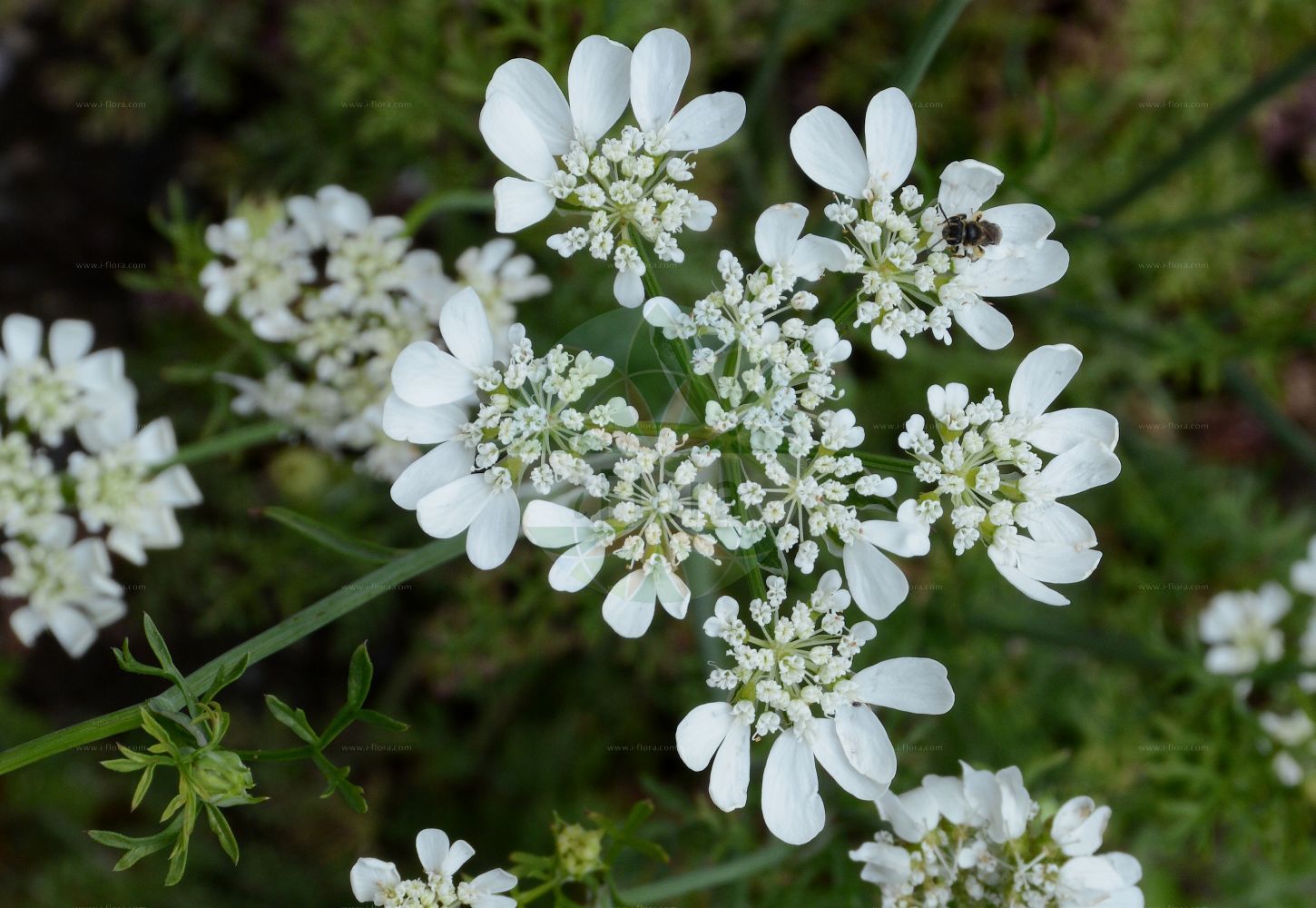 Orlaya grandiflora - Apiaceae,Plantae,Pteridobiotina,Angiosperms,Apiales,Apiaceae,Orlaya,Orlaya grandiflora,Caucalis grandiflora, Lisaea grandiflora, Orlaya media, Orlaya platycarpos, Platyspermum grandiflorum,Strahlen-Breitsame;Breitsame;Großblütiger Breitsame;large-flowered orlaya;large-flowered bug parsley;Orlaya à grandes fleurs;caucalis à grandes fleurs;girouille;semilla grande;cachorros;cadillos;salseta;Lappola bianca;lappola boaria;zecca;orlaia a fiori grandi;straalscherm;орлайя крупноцветковая;koca dilkanatan;orlaja lulemadhe;orlajë;cospí de flor gran;velecvjetna moračina;blomsterkörvel;velecvetna vehrica;orlay-murok;orlay-turbolya;paprska velkokvětá;lúčovka veľkokvetá;orlaya veľkokvetá;орлайя великоквіткова;орлайя крупноцветковая;едроцветно сраиливче;срамниче;крупноцветни стидак;стидак;ορλάγια