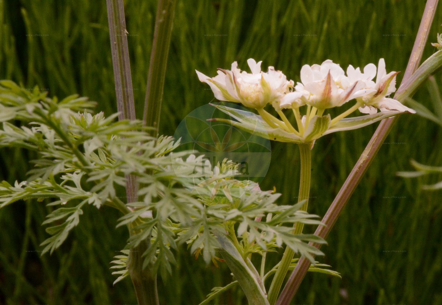Orlaya grandiflora - Apiaceae,Plantae,Pteridobiotina,Angiosperms,Apiales,Apiaceae,Orlaya,Orlaya grandiflora,Caucalis grandiflora, Lisaea grandiflora, Orlaya media, Orlaya platycarpos, Platyspermum grandiflorum,Strahlen-Breitsame;Breitsame;Großblütiger Breitsame;large-flowered orlaya;large-flowered bug parsley;Orlaya à grandes fleurs;caucalis à grandes fleurs;girouille;semilla grande;cachorros;cadillos;salseta;Lappola bianca;lappola boaria;zecca;orlaia a fiori grandi;straalscherm;орлайя крупноцветковая;koca dilkanatan;orlaja lulemadhe;orlajë;cospí de flor gran;velecvjetna moračina;blomsterkörvel;velecvetna vehrica;orlay-murok;orlay-turbolya;paprska velkokvětá;lúčovka veľkokvetá;orlaya veľkokvetá;орлайя великоквіткова;орлайя крупноцветковая;едроцветно сраиливче;срамниче;крупноцветни стидак;стидак;ορλάγια