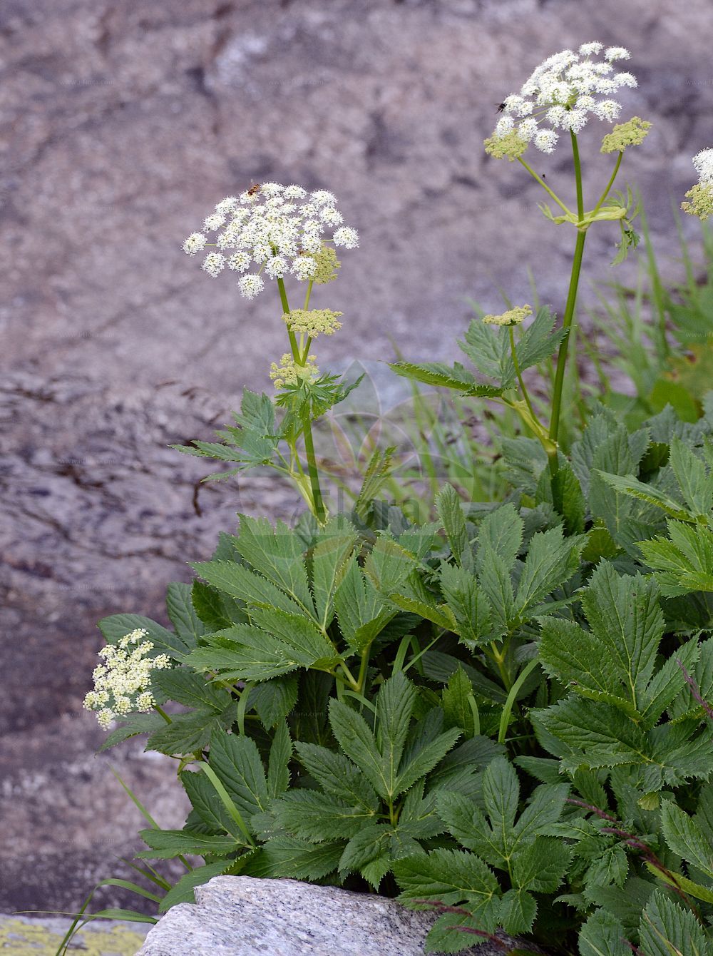 Peucedanum ostruthium - Apiaceae,Plantae,Pteridobiotina,Angiosperms,Apiales,Apiaceae,Peucedanum,Peucedanum ostruthium,Angelica officinalis, Angelica ostruthium, Imperatoria aromatica, Imperatoria major, Imperatoria major, Imperatoria ostruthium, Imperatoria trilobata, Imperatoria triternata, Ostruthium officinale, Selinum imperatoria, Selinum ostruthium,Meisterwurz;masterwort;hog fennel;milk parsley;Peucédan impératoire;impératoire;benjoin;autruche;benjoin français;impératoire officinale;ostruche;ostrute;peucédan ostruthium;peucédane impératoire;imperatoria;Imperatoria vera;imperatoria;elafobosco;erba renna;imperatoria comune;meesterwortel;imperatòria;salsufragi;boskva;mästerrot;mesterrod;gorysz miarz;jaščarica silj;mestergyökér;smldník všedobr;všedobr horský;všeliek hojivý;mesterrot