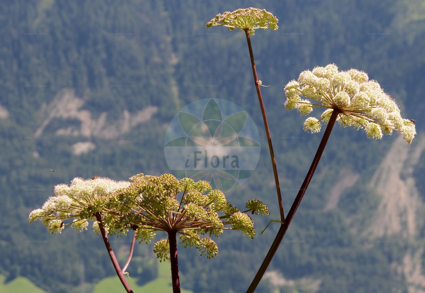 Angelica sylvestris - Apiaceae,Plantae,Pteridobiotina,Angiosperms,Apiales,Apiaceae,Angelica,Angelica sylvestris,Angelica alpina, Angelica brachyradia, Angelica ebulifolia, Angelica elata, Angelica elatior, Angelica flavescens, Angelica globifera, Angelica illyrica, Angelica macrophylla, Angelica major, Angelica minor, Angelica montana, Angelica nemorosa, Angelica pratensis, Angelica razulii, Angelica reuteri, Angelica ruthenica, Angelica sylvestris subsp. bernardiae, Angelica sylvestris var. elatior, Angelica villosa, Angelophyllum dahuricum, Archangelica major, Athamanta sylvestris, Carum angelicifolium, Imperatoria angelica, Imperatoria flavescens, Imperatoria montana, Imperatoria sylvestris, Peucedanum angelica, Selinum agriangelica, Selinum angelica, Selinum pubescens,Wilde Engelwurz;Berg-Wald-Engelwurz;Wald-Engelwurz;Brustwurz;Wilde Brustwurz;Wilde Angelika;wild angelica;woodland angelica;Angélique sauvage;angélique des bois;impératoire sauvage;faux panais;angélique des prés;angélique sylvestre;herbe à la fièvre;panais sauvage;angélica silvestre;hierbatana de puerto;sabuda;Angelica selvatica;gewoone engelwortel;gewone engelwortel;angélica-silvestre;angélica-dos-montes;erva-piolheira;erva-sarneira;дудник лесной;kekire;angjelika e pyllit;angjelikë;angèlica borda;šumska anđelika;strätta;angelik;dzięgiel leśny;navadni sozdni koren;erdei angyalgyökér;děhel lesní;děhel lesní horský;angelika lesná;дудник лісовий;горска пищялка;harilik heinputk;meža zirdzene;sløkje;karhunputki;geithvönn;анђелски корен;дивља анђелика;miškinis skudutis;lín dāng guī;林当归