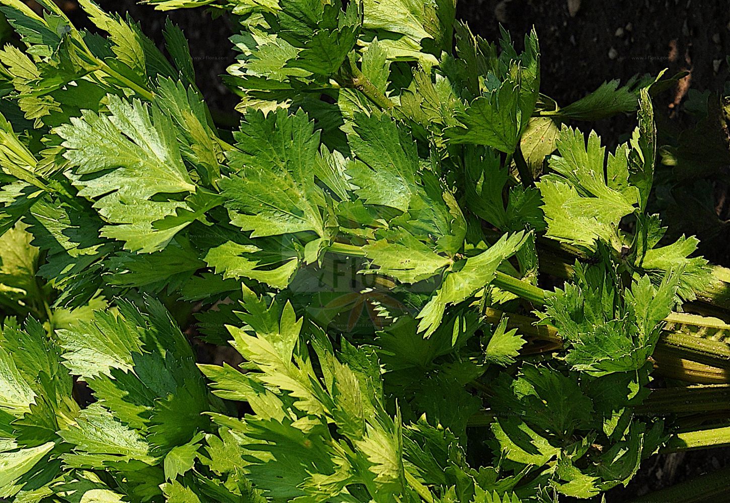 Apium graveolens - Apiaceae,Plantae,Pteridobiotina,Angiosperms,Apiales,Apiaceae,Apium,Apium graveolens,Apium australe var. latisectum, Apium celleri, Apium decumbens, Apium dulce, Apium graveolens f. lusitanicum, Apium graveolens subsp. butronensis, Apium graveolens subsp. rapaceum, Apium graveolens var. bashmensis, Apium graveolens var. butronensis, Apium graveolens var. dulce, Apium graveolens var. lusitanicum, Apium graveolens var. maritimum, Apium integrilobum, Apium lobatum, Apium lusitanicum, Apium maritimum, Apium palustre, Apium rapaceum, Apium vulgare, Carum graveolens, Celeria graveolens, Helosciadium graveolens, Helosciadium ruta, Helosciadium rutaceum, Selinum graveolens, Seseli graveolens, Sison ruta, Sium apium, Sium graveolens, Smyrnium laterale,Sellerie;Echter Sellerie;Knollen-Sellerie;Wilder Echter Sellerie;Zeller;Bleich-Sellerie;Seller;Echte Sellerie;Wilde Echte Sellerie;Bleich-Sellerie;wild celery;celery;Céleri;ache;céleri à côtes;ache odorante;céleri à couper;céleri rave;céleri-rave;céleri blanc;apio;apio acuático;apio de pencas;apio bastardo;apio para cortar;apio blanco;apio borde;apio bravo;apio de agua;apio de arroyos;apio de huerta;apio de laguna;apio de monte;apio dulce;apio nabo;apio palustre;apio silvestre;celerio;Sedano comune;apio;sedano da coste;finocchio dolce;sedano rapa;finnochio dolce;sedano;Alpen-bes;Alpen-kamperfoelie;alpen-kruisdistel;selderij;bleekselderij;knolselderij;sneijselderij;aipo;aipo-bravo;aipo-cultivado;aipo-doce;aipo-dos-charcos;aipo-dos-pântanos;aipo-hortense;aipo-inculto;aipo-silvestre;celeri;salsa-do-monte;сельдерей душистый;сельдерей корневой;сельдерей корнеплодный;сельдерей культурный;сельдерей пахучий;kereviz;selin;api;api bord;api ver;api-nap;habit;celer;Alexandrijnse klaver;Alexandriner-klöver;alpen-aster;selleri;blekselleri;rotselleri;snittselleri;bladselleri;blegselleri;knoldselleri;vild selleri;seler;seler korzeniowy;selery zwyczajne;navadna zelena;ţelină;селера пахуча;керевиз;миризлива целина;обикновена целина;целина;hageselleri;selleri;karpas reichani;כַּרְפָּס רֵיחָנִי;perrexil hezea
