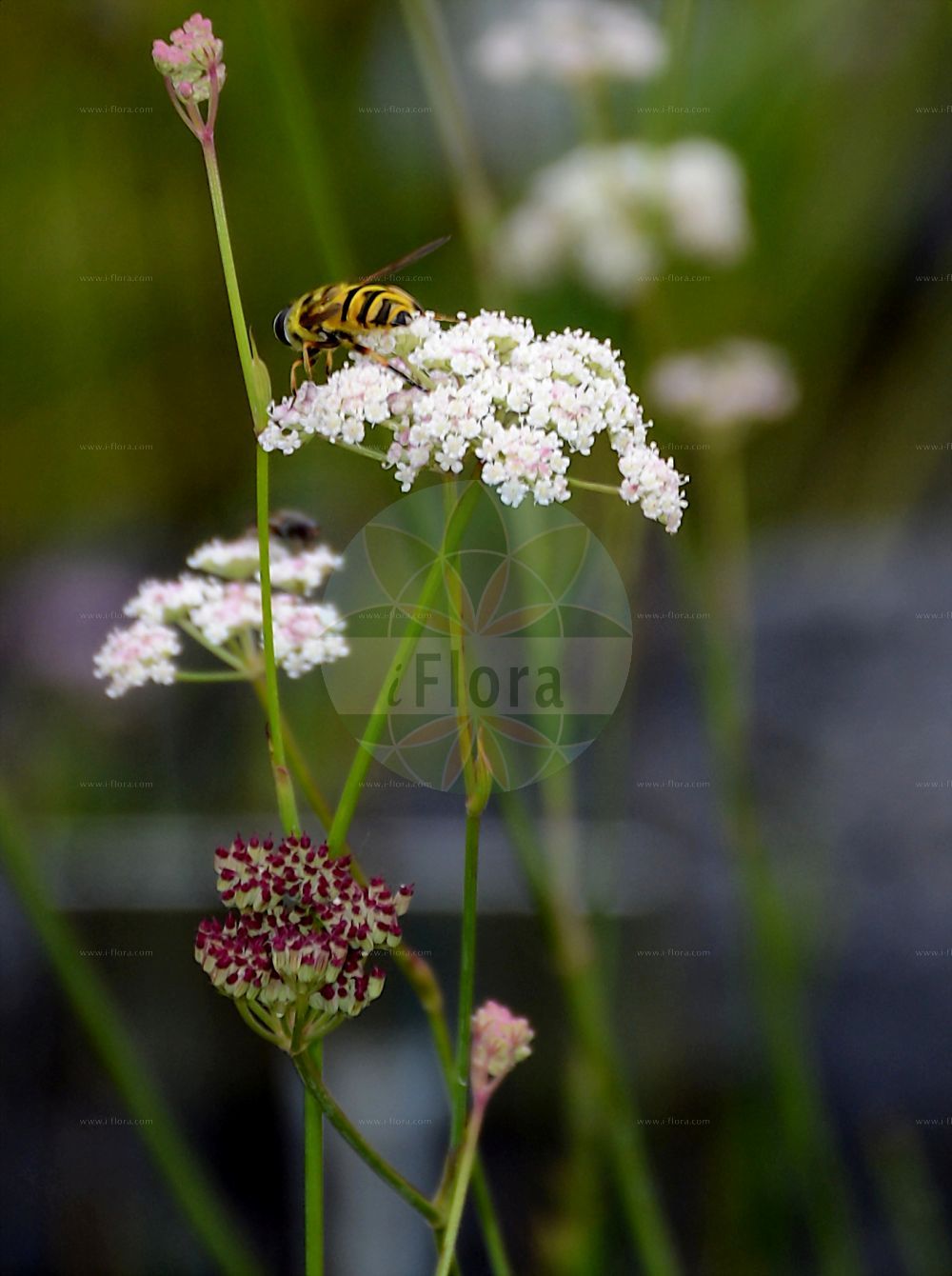 Seseli montanum - Apiaceae,Plantae,Pteridobiotina,Angiosperms,Apiales,Apiaceae,Seseli,Seseli montanum,Marathrum glaucum, Marathrum montanum, Meum nudicaule, Oreotelia glauca, Oreotelia montana, Seseli athamanticum, Seseli glaucum, Seseli multicaule, Sium glaucum,Berg-Sesel;Echter Bergfenchel;mountain cicely;Séséli des montagnes;Finocchiella abrotanina;seseli montano;bergseselie;сесели горная;seseli;sèseli de muntanya;sèseli muntanyenc;devesiljka;Tomasinijevo devesilje;fliksäfferot;tommasinijeva konjska kumina