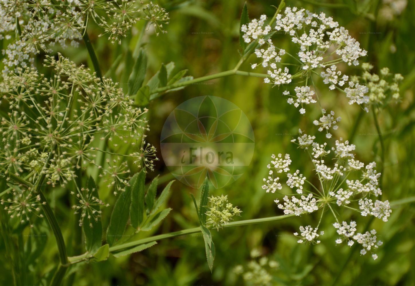 Sium latifolium - Apiaceae,Plantae,Pteridobiotina,Angiosperms,Apiales,Apiaceae,Sium,Sium latifolium,Cicuta latifolia, Coriandrum latifolium, Drepanophyllum latifolium, Drepanophyllum palustre, Pimpinella latifolia, Selinum sium, Sisarum germanorum, Sisarum macrophyllum, Sisarum palustre, Sium latissimum, Sium sulcatum,Breitblättriger Merk;Großer Merk;greater water-parsnip;broad-leaf water parsnip;wideleaf waterparsnip;Berle à larges feuilles;berle à feuilles larges;ache aquatique;berle à large feuilles;grande berle;berraña;Sedanina selvatica;sedano d'acqua;berula a foglie larghe;akker-geelster;groote watereppe;grote watereppe;поручейник широколистный;sium;siumi gjethengushtë;creixen de fulla ampla;creixens borts;creixonera;habit de siquia;širokolisni grešun;vattenmärke;bredbladet mærke;marek szerokolistny;podagrycznik pospolity;širokolistna koščica;széleslevelű békakorsó;sevlák potoční;sevlák širolistý;bolonică;potočník širokolistý;вех широколистий;широколистен крайводник;широколистен ручейник;harilik jõgipukt;platlapu cemere;stor vasskjeks;sorsanputki;обични хренак;широколисни хренак;plačialapė drėgmenė