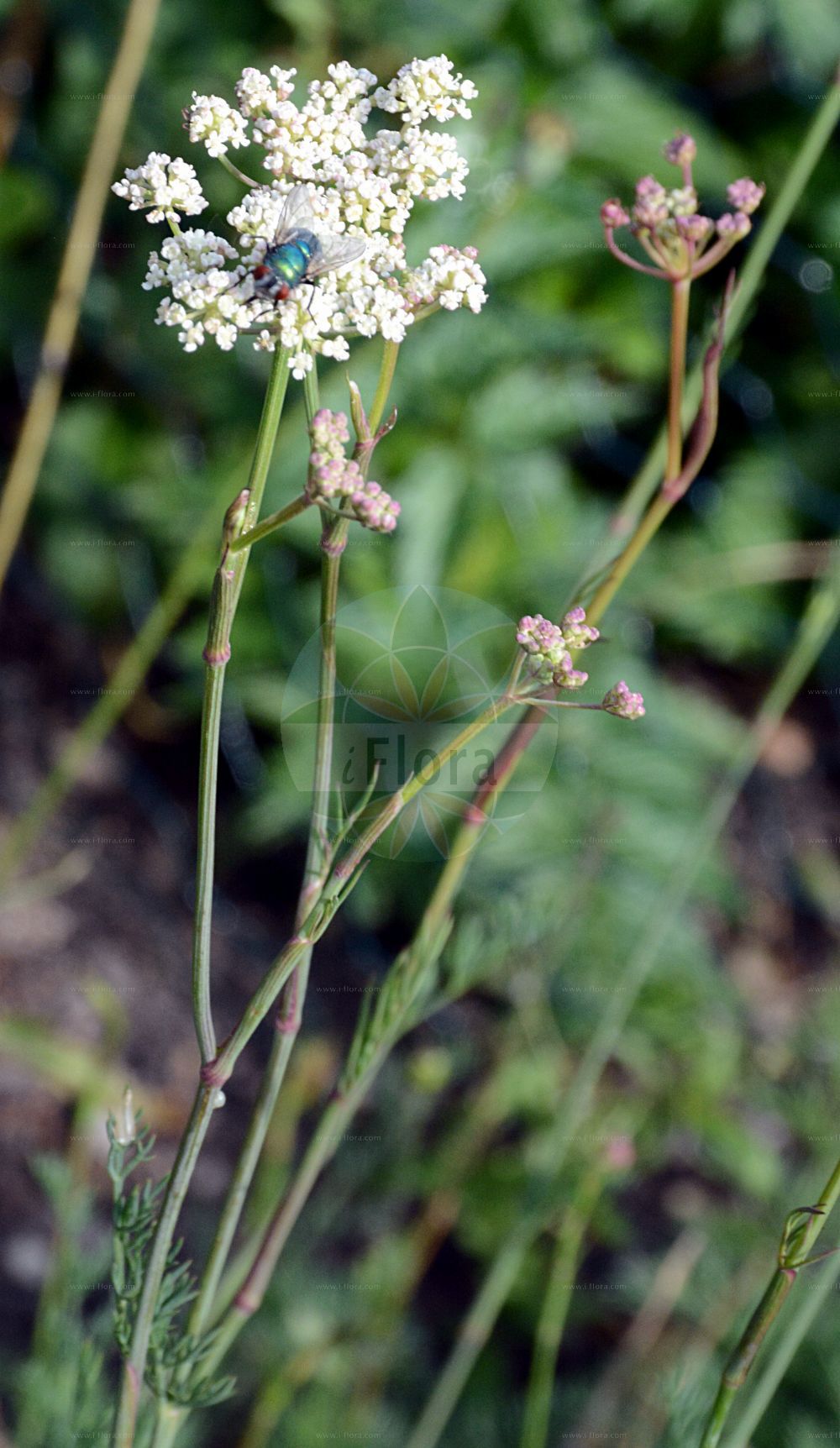 Bunium bulbocastanum - Apiaceae,Plantae,Pteridobiotina,Angiosperms,Apiales,Apiaceae,Bunium,Bunium bulbocastanum,Bulbocastanum linnaei, Bulbocastanum mediterraneum, Bunium agrarium, Bunium aphyllum, Bunium bulbocastanum var. aphyllum, Bunium bulbocastanum var. baldense, Bunium bulbocastanum var. mediterraneum, Bunium bulbosum, Bunium collinum, Bunium mediterraneum, Bunium minus, Carum bulbocastanum, Carvi bulbocastanum, Ligusticum bulbocastanum, Pimpinella bulbocastanum, Scandix bulbocastanum, Selinum bulbocastanum, Sium bulbocastanum,Echter Knollenkümmel;Knollenkümmel;Gewöhnlicher Knollenkümmel;Erdkastanie;great pignut;earthnut;Bunium noix de terre;bunium noix-de-terre;châtaigne de terre;marron de terre;carum noix-de-terre;gland de terre;moinson;noix de terre;terrenoise;terre-noix;bunio;bulbo castaño;Bulbocastano comune;castagna di terra;bulbocastano;aardkastanje;шишечник каштановый;gështenja e tokës;castanyola;koparac;jordkastanj;jordkastanie;navadna gomoljasta kumina;földi gesztenye;bulvuška hlíznatá;buľka hľuznatá;knollkarve;maakastanja;maakastanjaputki