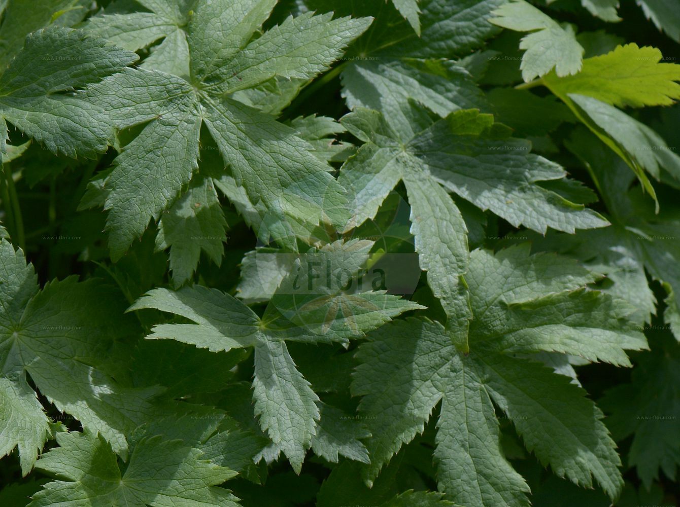 Astrantia carniolica - Apiaceae,Plantae,Pteridobiotina,Angiosperms,Apiales,Apiaceae,Astrantia,Astrantia carniolica,Astrantia gracilis, Astrantia transsilvanica, Etoxoe aromatica