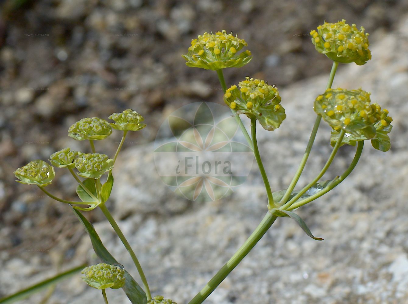 Bupleurum stellatum - Apiaceae,Plantae,Pteridobiotina,Angiosperms,Apiales,Apiaceae,Bupleurum,Bupleurum stellatum,Bupleurum amplexicaule, Bupleurum stellatum f. latifolium, Bupleurum stellatum f. majus, Bupleurum stellatum var. alpinum, Bupleurum stellatum var. pugmaeum,Stern-Hasenohr;Sterndolden-Hasenohr;Sternblütiges Hasenohr;Buplèvre étoilé;Bupleuro stellato
