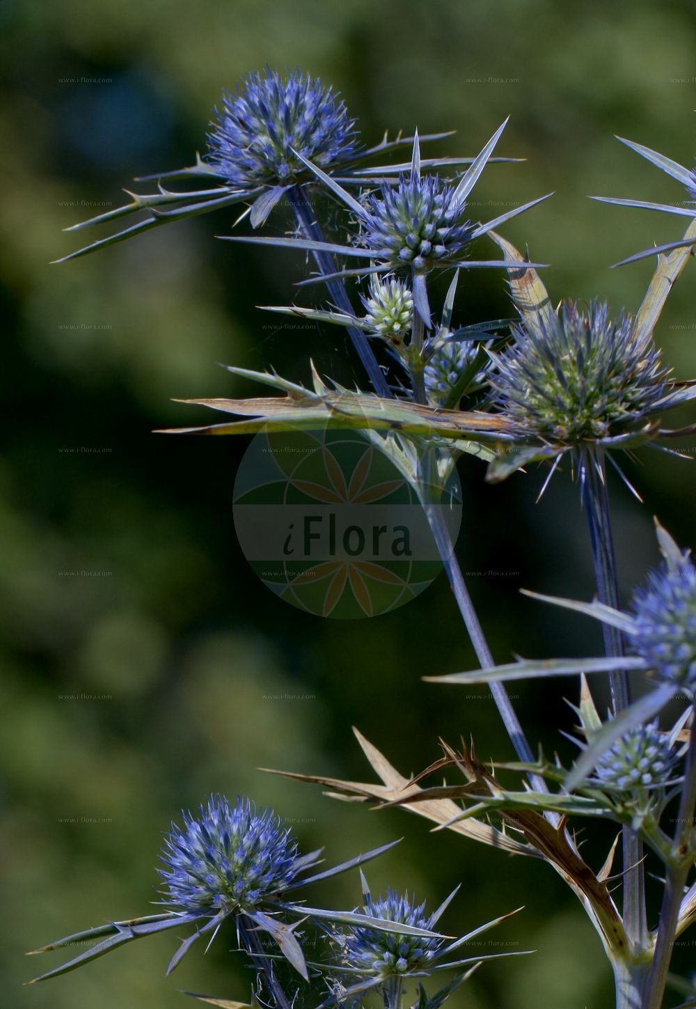 Eryngium amethystinum - Apiaceae,Plantae,Pteridobiotina,Angiosperms,Apiales,Apiaceae,Eryngium,Eryngium amethystinum,Eryngium amethystinum f. macrophyllum, Eryngium amethystinum f. trichophyllum, Eryngium australe, Eryngium caeruleum, Eryngium dilatatum, Eryngium orientale, Eryngium siculum,Amethyst-Mannstreu;italian eryngo;panicaut couleur améthyste;calcatreppola ametistina;eringio ametistino;синеголовник аметистовый;gjembardhë;ljubičastomodri kotrljan;ametitasta možina;havasi iringó;kék iringó;kék ördögszekér;máčka sivá;spin vînăt;kotúč poľný;аметистов ветрогон;παπαδίτσα