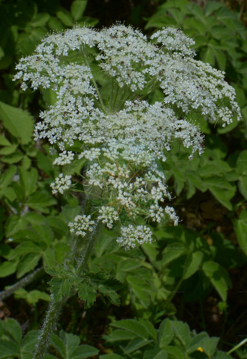 Laserpitium archangelica - Apiaceae,Plantae,Pteridobiotina,Angiosperms,Apiales,Apiaceae,Laserpitium,Laserpitium archangelica,Engelwurz-Laserkraut;laser de France;veliki gladac;okrzyn jeleni;navadni jelenovec;angyélikaképű bordamag;hladýš andělikový;lazerník archangelikový;архангеликов лазерпициум