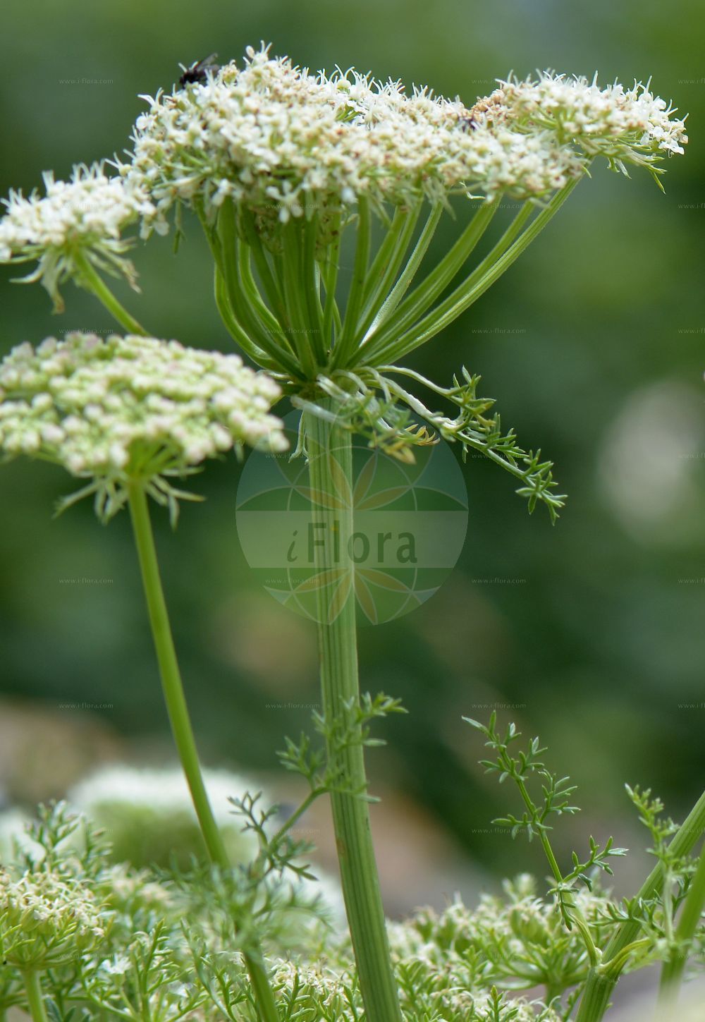 Ligusticum ferulaceum - Apiaceae,Plantae,Pteridobiotina,Angiosperms,Apiales,Apiaceae,Ligusticum,Ligusticum ferulaceum,Ammi ferulaceum, Ammi ferulifolium, Coristospermum ferulaceum,Piemonteser Mutterwurz;Steckenkraut-Mutterwurz;ligustique fausse-férule;livèche fausse-férule;ligustico falsa ferula;motellina piemontese