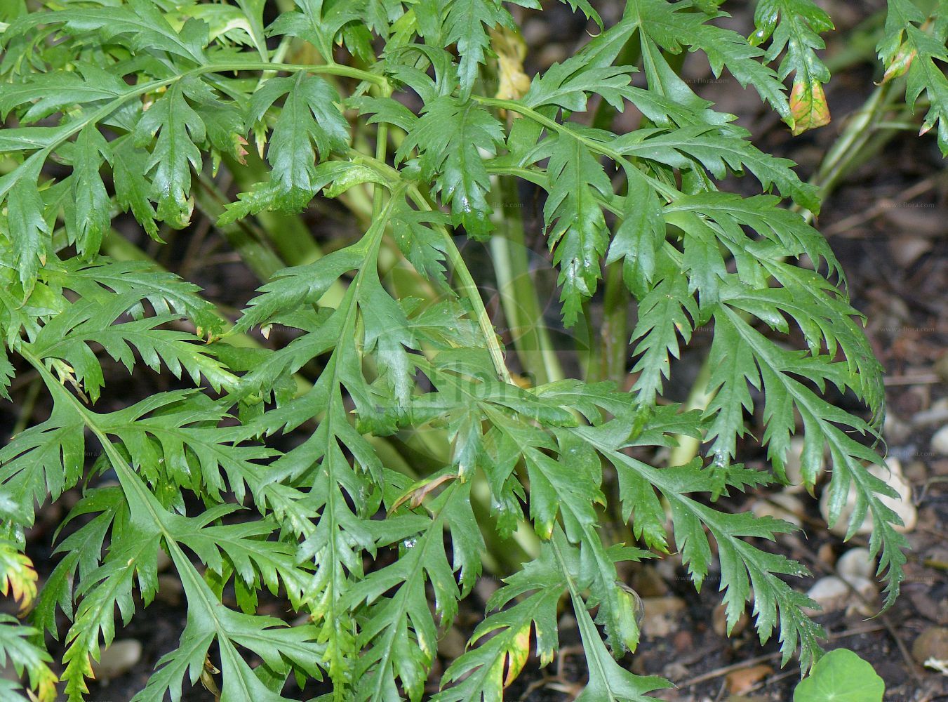 Molopospermum peloponnesiacum - Apiaceae,Plantae,Pteridobiotina,Angiosperms,Apiales,Apiaceae,Molopospermum,Molopospermum peloponnesiacum,Cicutaria peloponnesiaca, Cicutaria verticillata, Laserpitium peloponnense, Ligusticum brancionis, Ligusticum cicutarium, Ligusticum peloponesiacum, Ligusticum peloponnense, Ligusticum peloponnesiacum, Molopospermum cicutarium, Pleurospermum cicutarium,Striemensame;Striemendolde;Striemendolde;Moloposperme du Péloponnèse;couscouil;moloposperme fausse-ciguë;sésélie du Péloponnèse;cuscuillas;Cicutaria fetida;молопоспермум пелопонесский;angèlica;brúcol;coscoll;turbit;progasti kobul;alpkörvel;progasti kobul;vuorikirveli